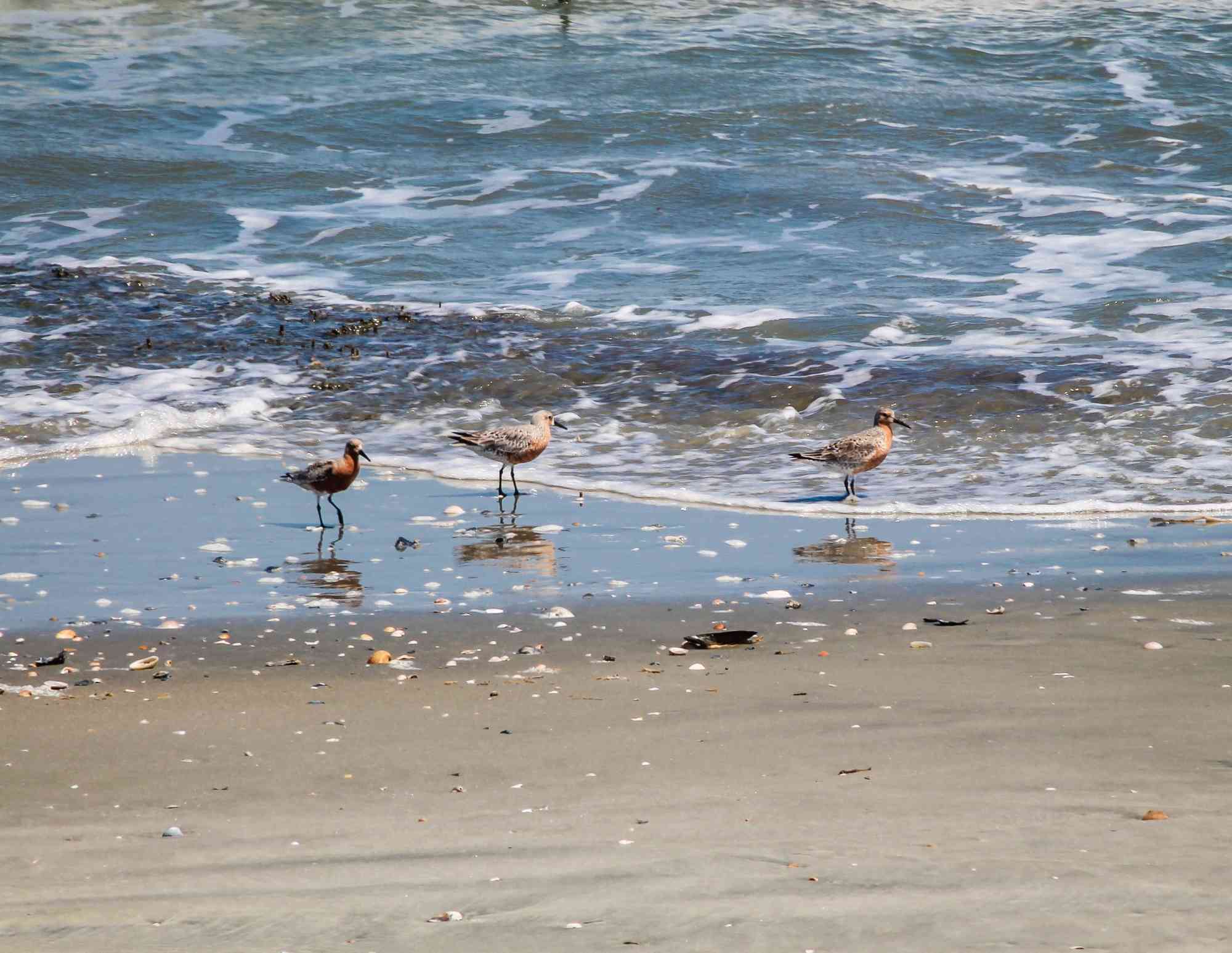 Red knots at Cape Romain NWR