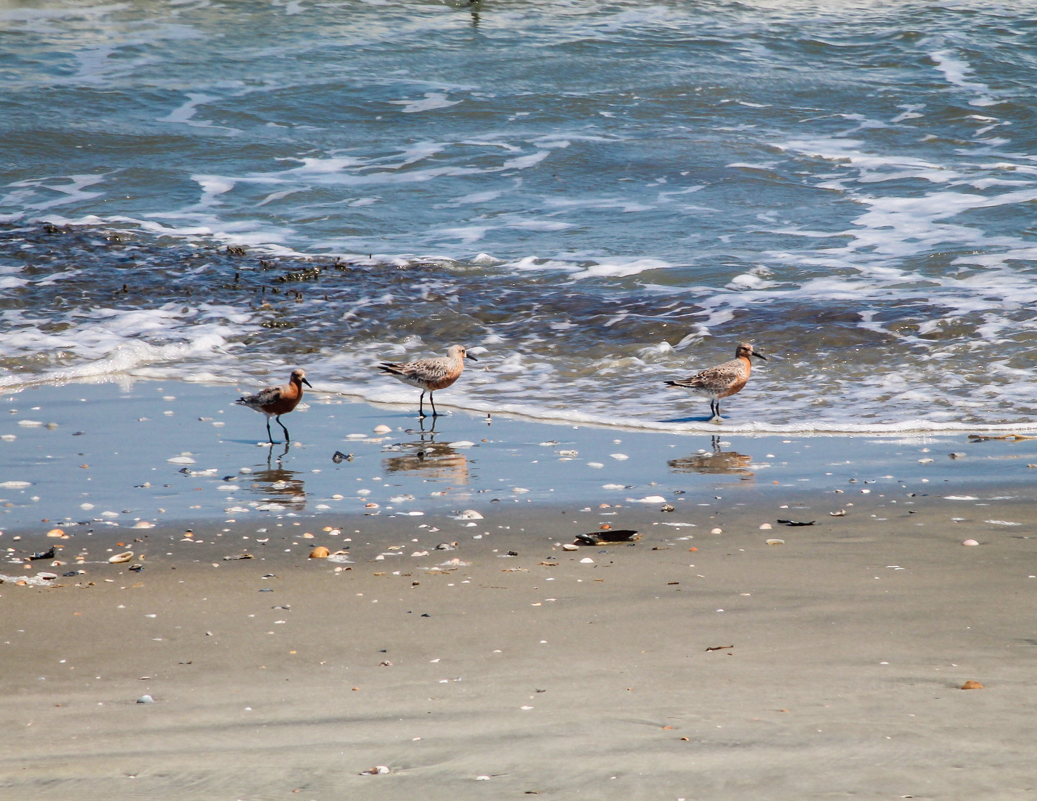 Red knots at Cape Romain NWR