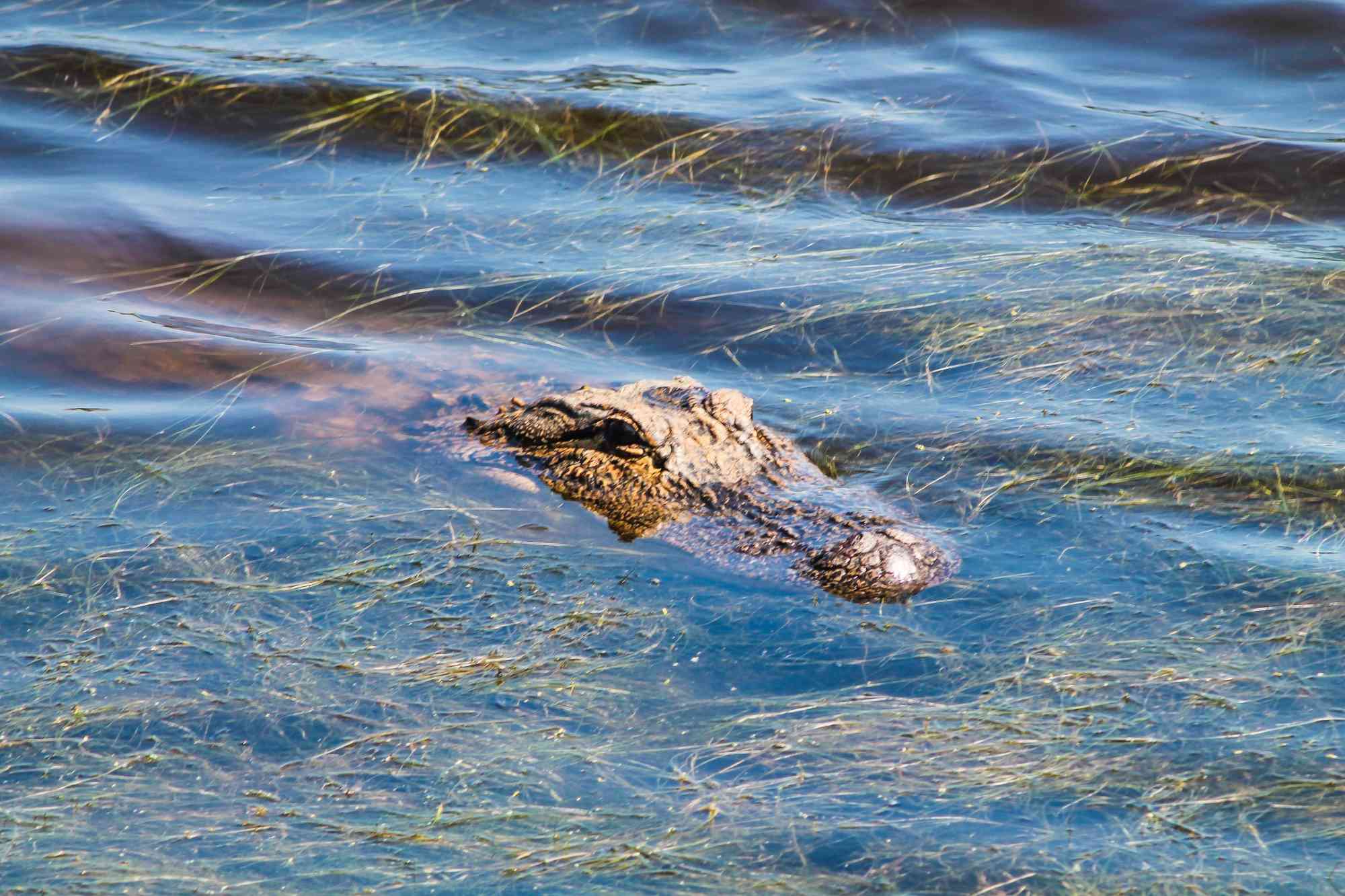 Alligator at Cape Romain NWR