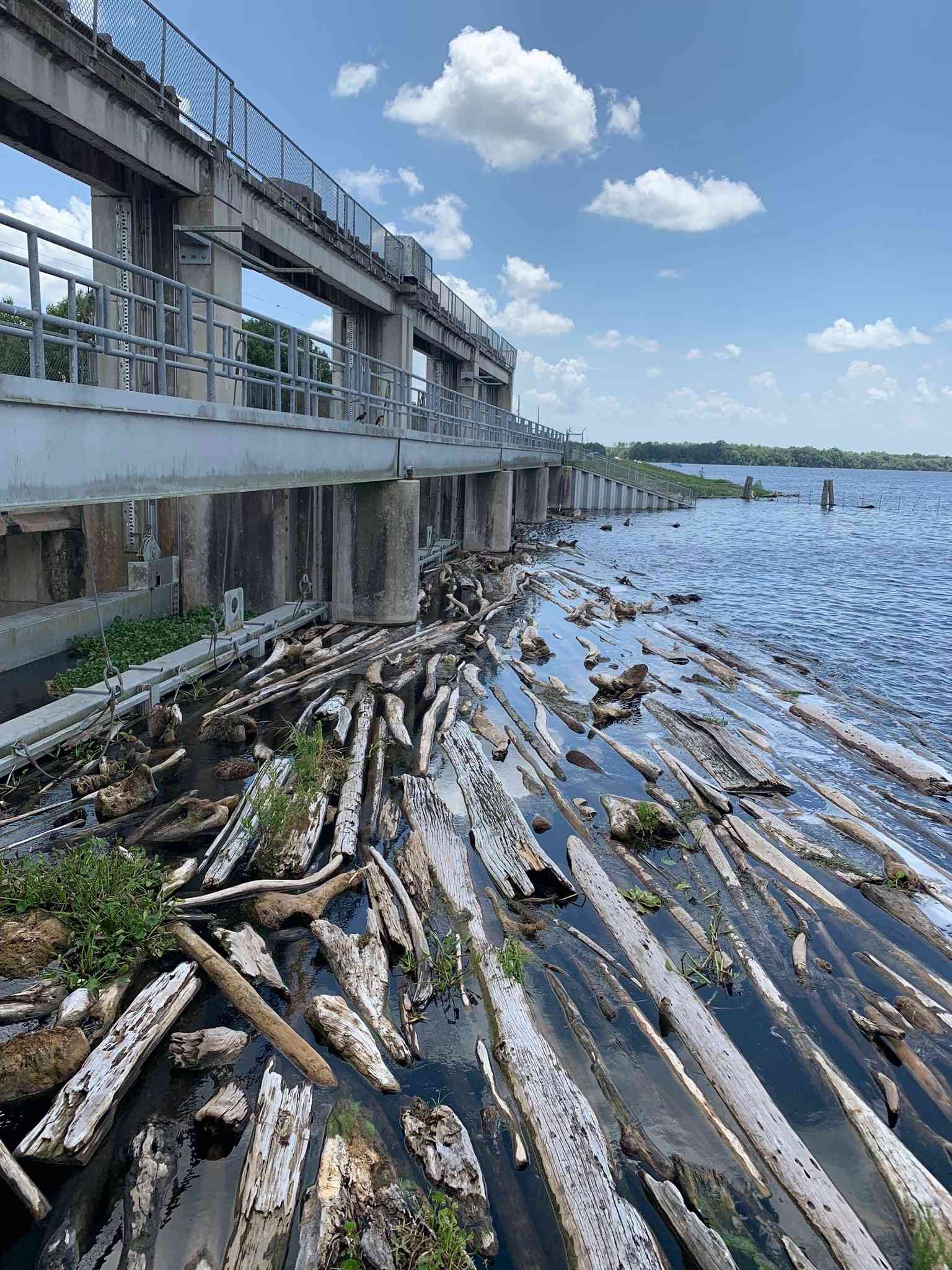 Logs piled around the dam