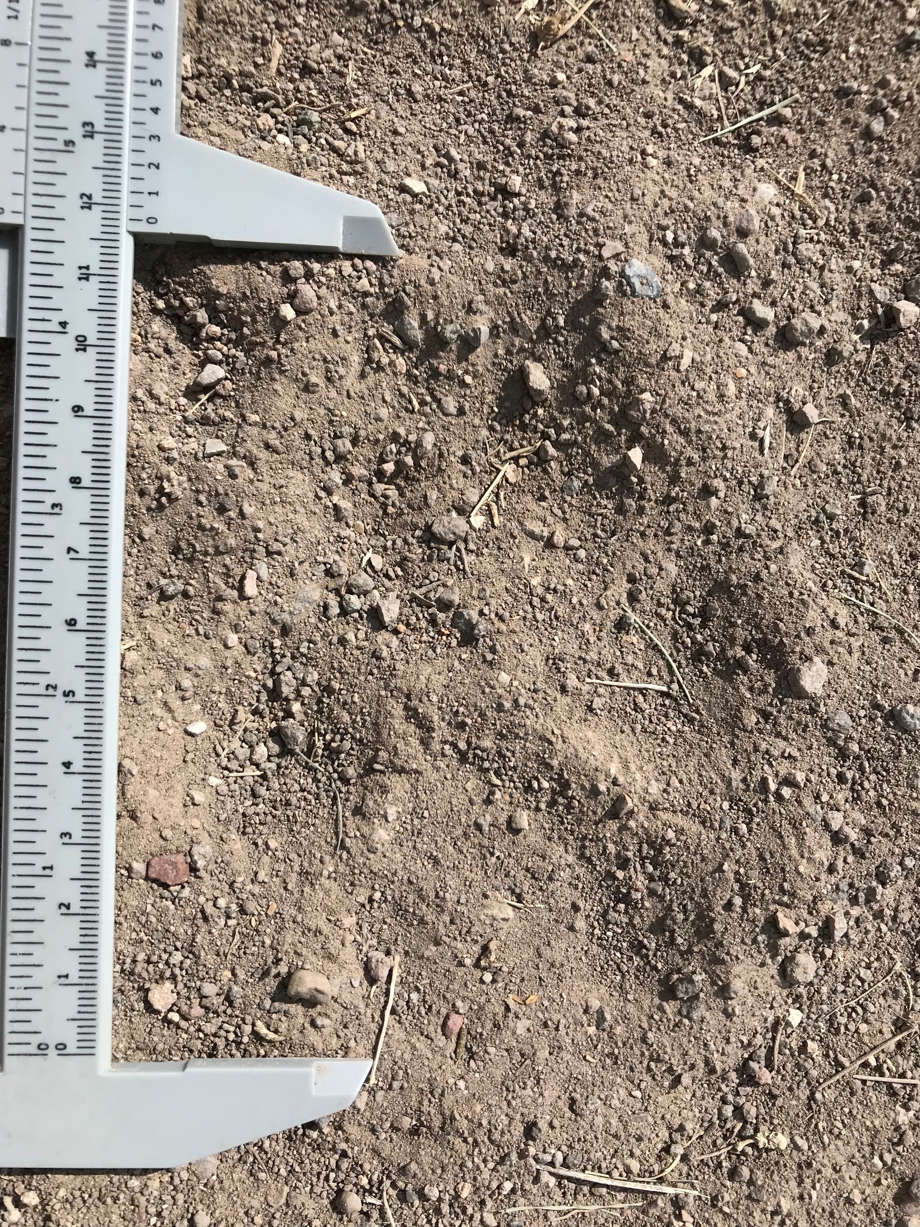 MGW pawprint