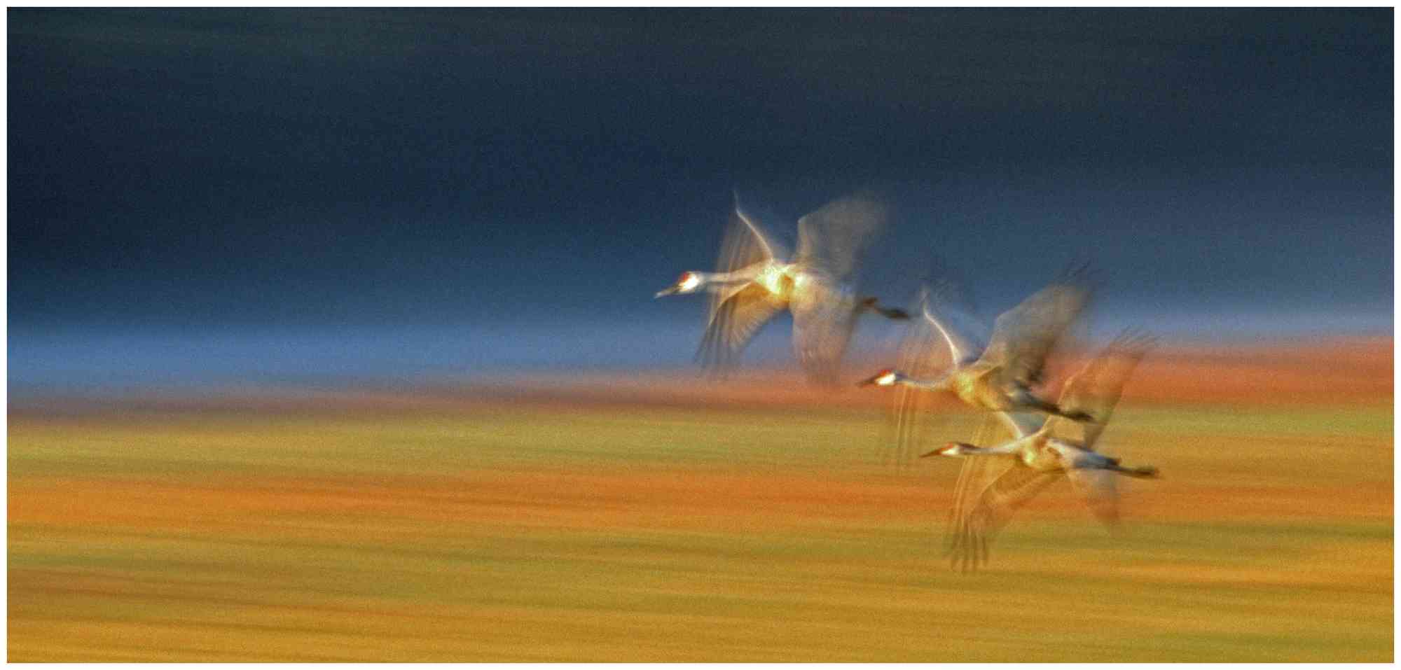 Sandhill cranes, motion pan image, in their morning departure from the Jasper-Pulaski State Fish and Wildlife Area, northwestern IN