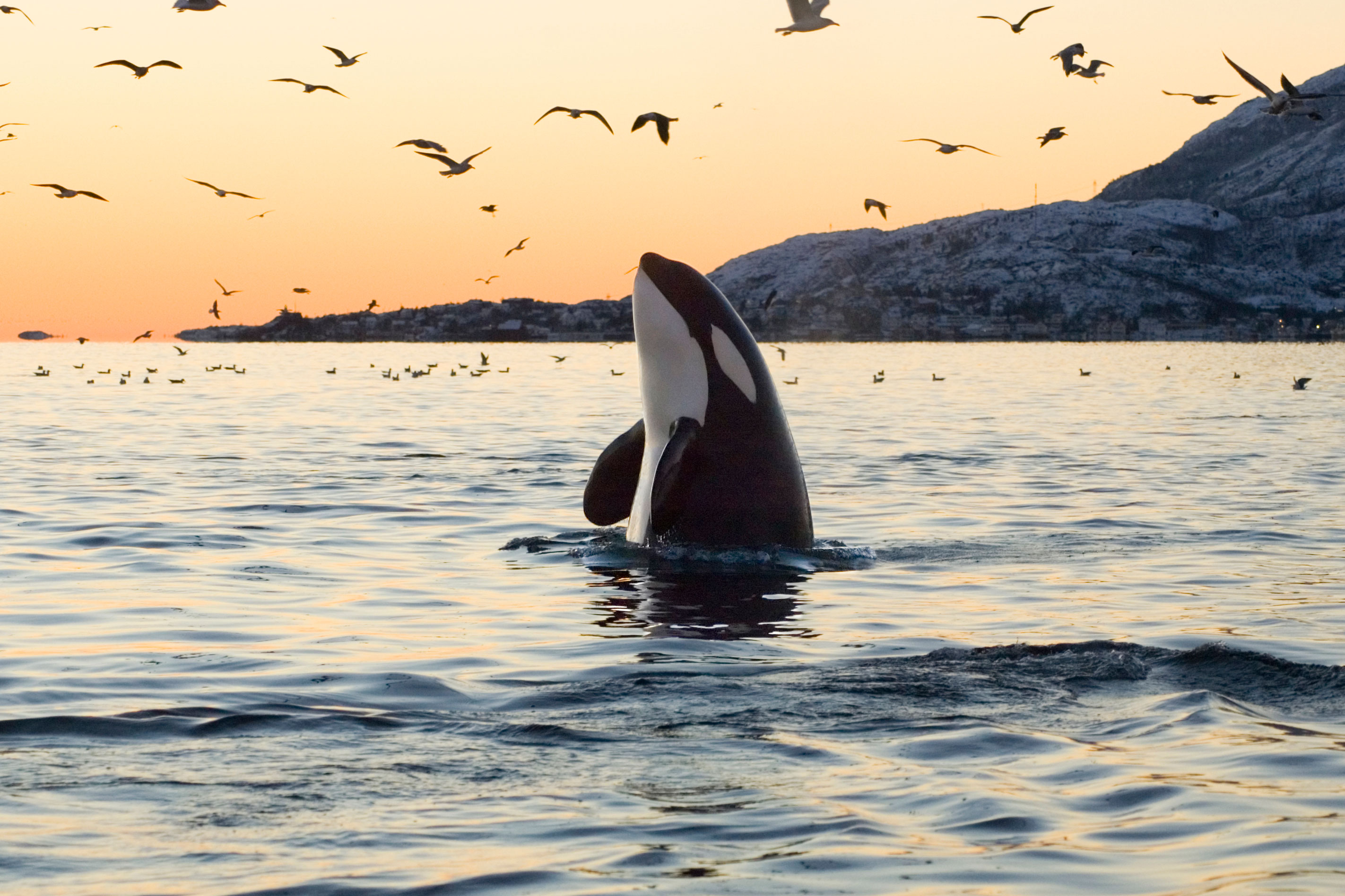 southern resident orca