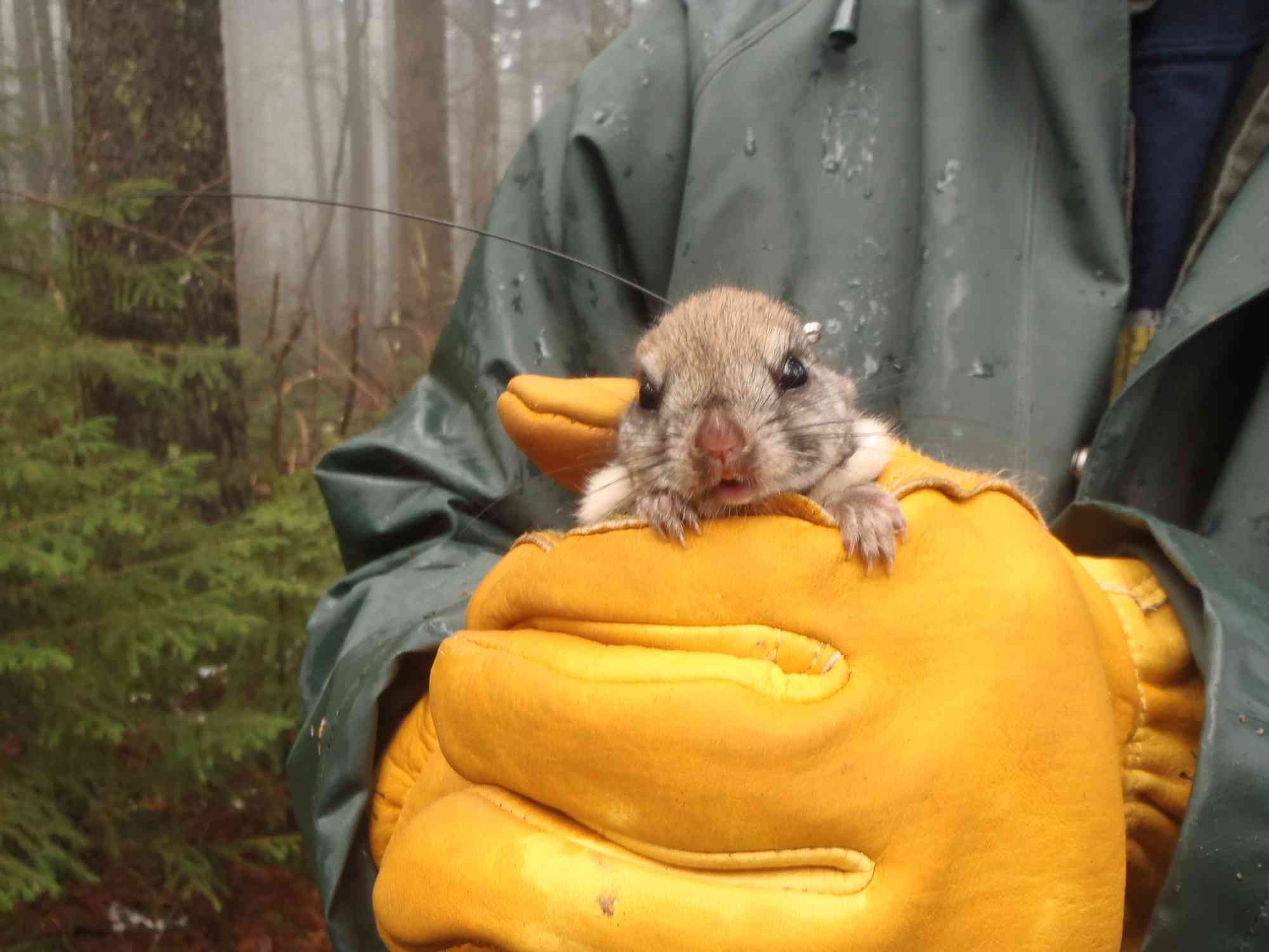 Radio-collared female Carolina Northern Flying Squirrel