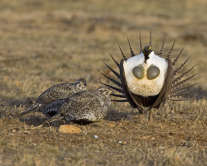 Greater sage-grouse