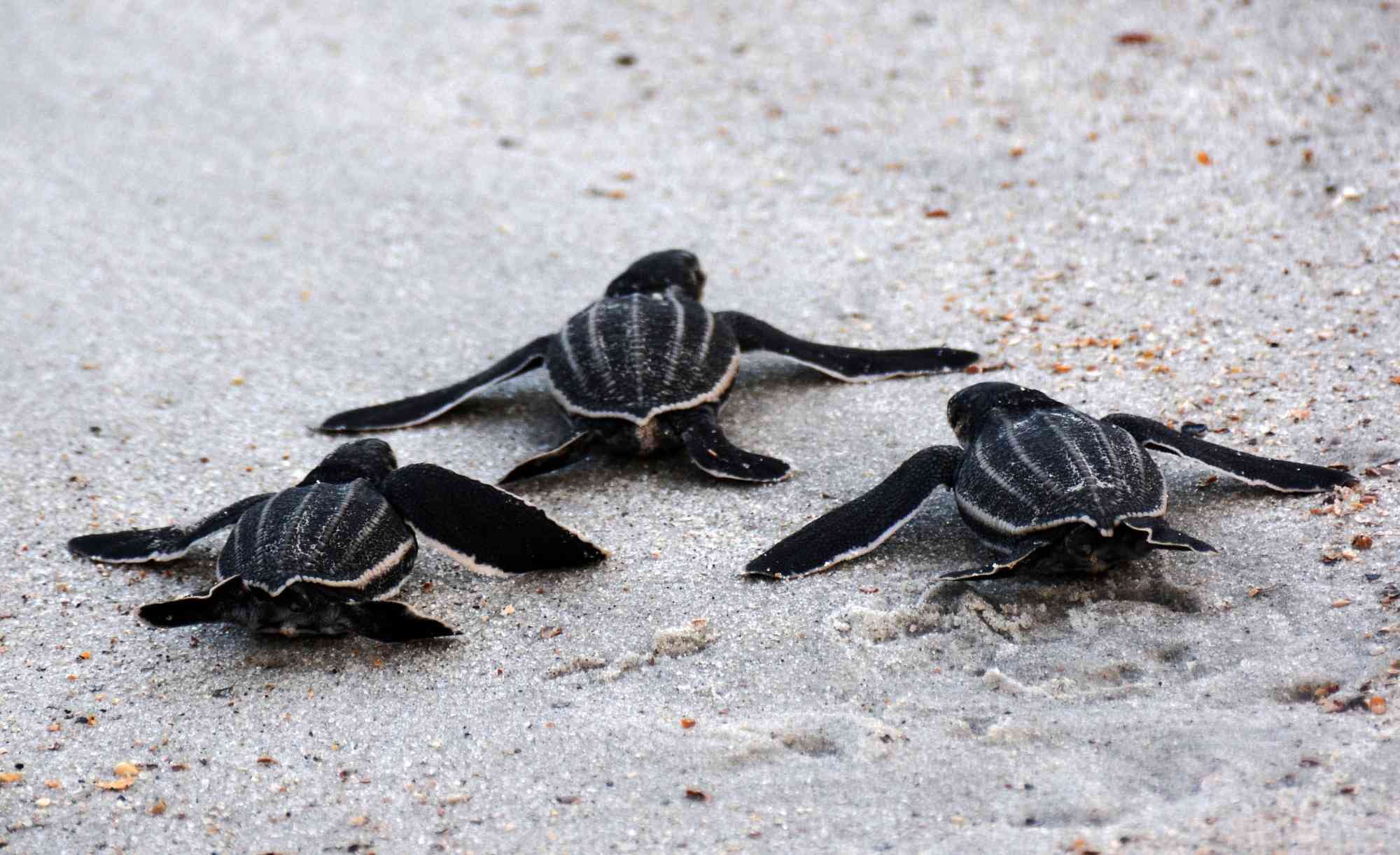 Leatherback sea turtle hatchlings leaving the nest 