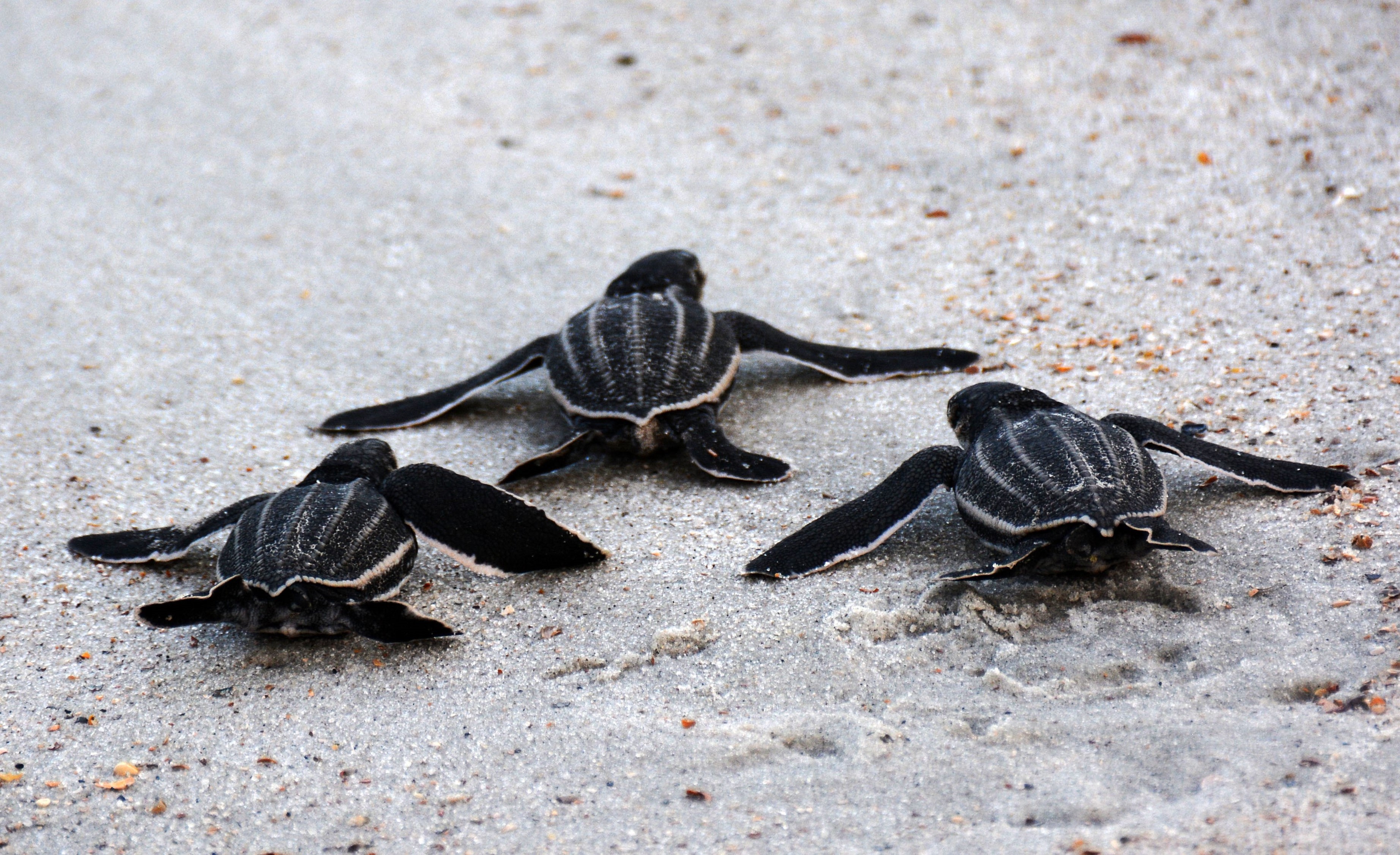 Leatherback sea turtle hatchlings leaving the nest