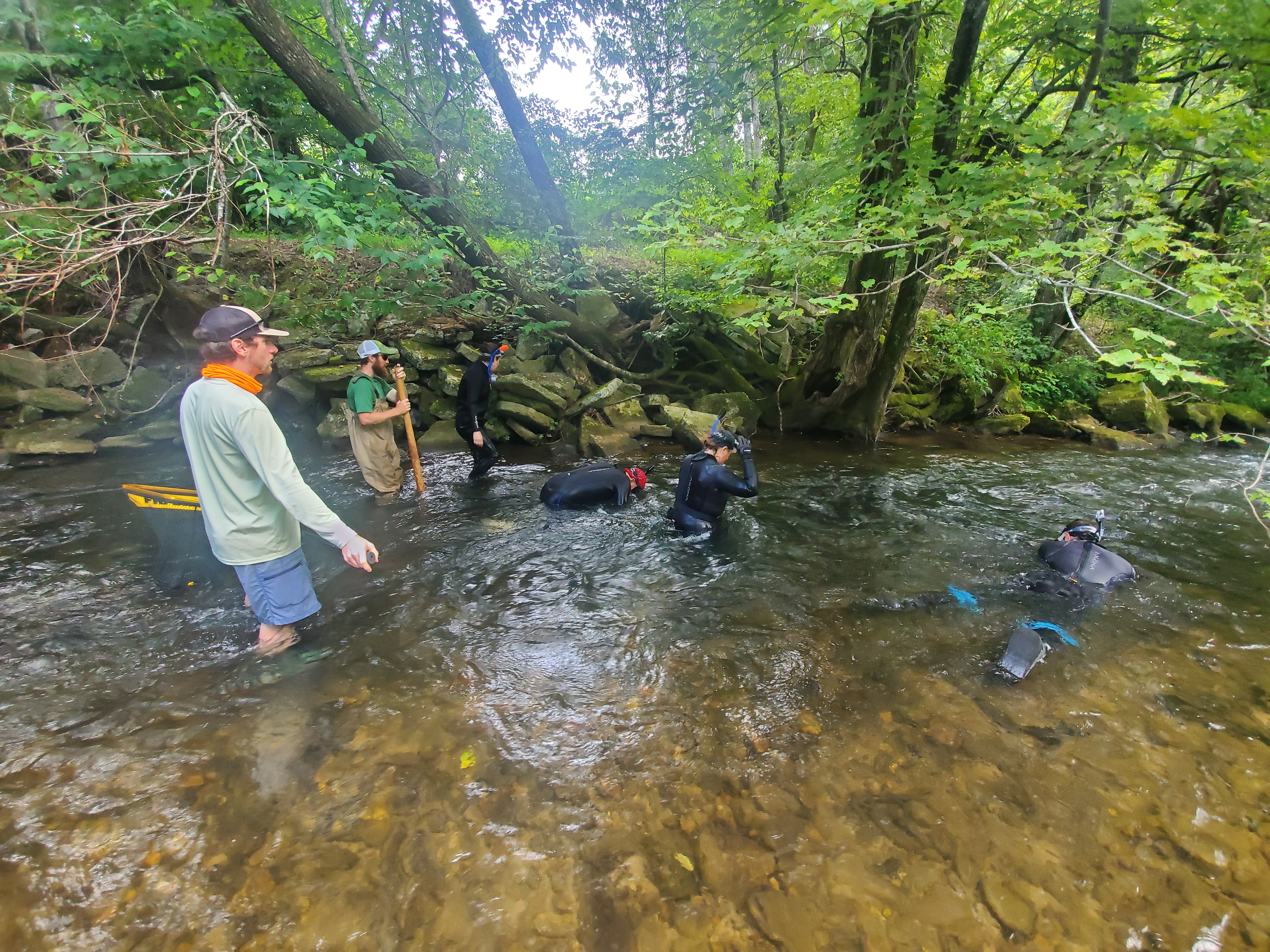 Looking for hellbenders