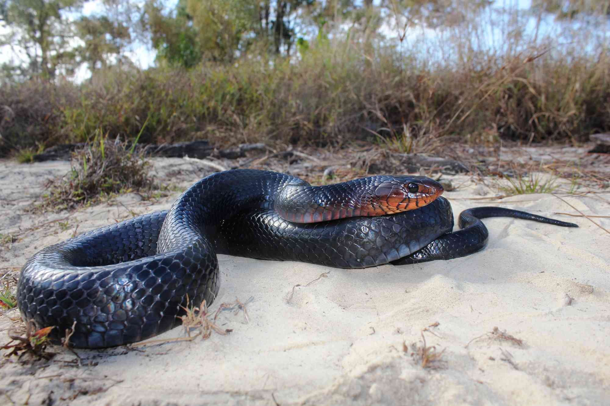 Eastern Indigo Snake 
