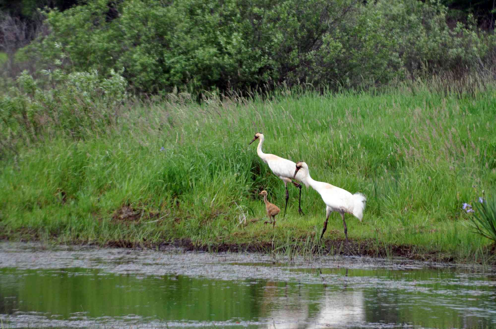 Whooping crane family