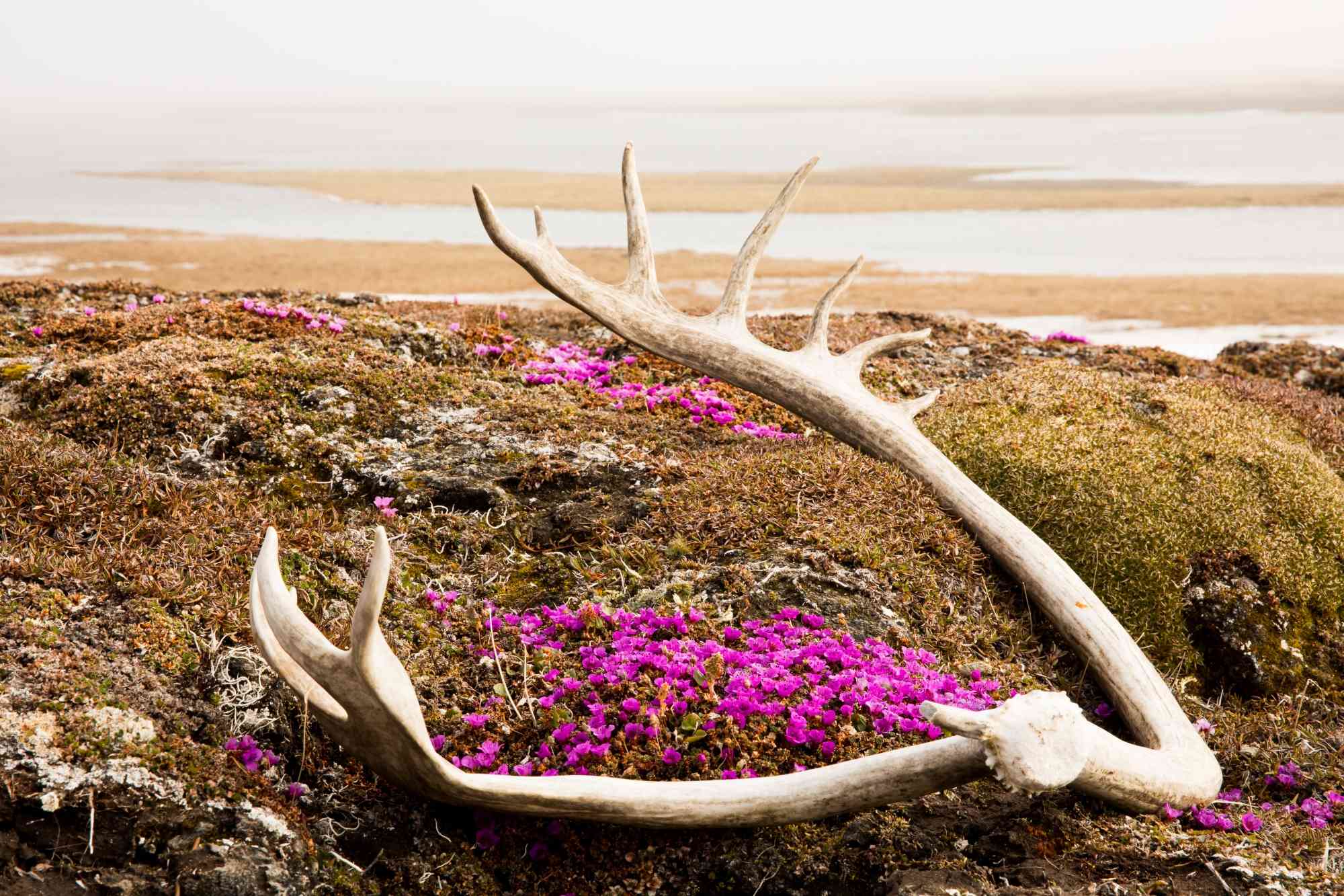 Caribou antlers and flowers Arctic National Wildlife Refuge 