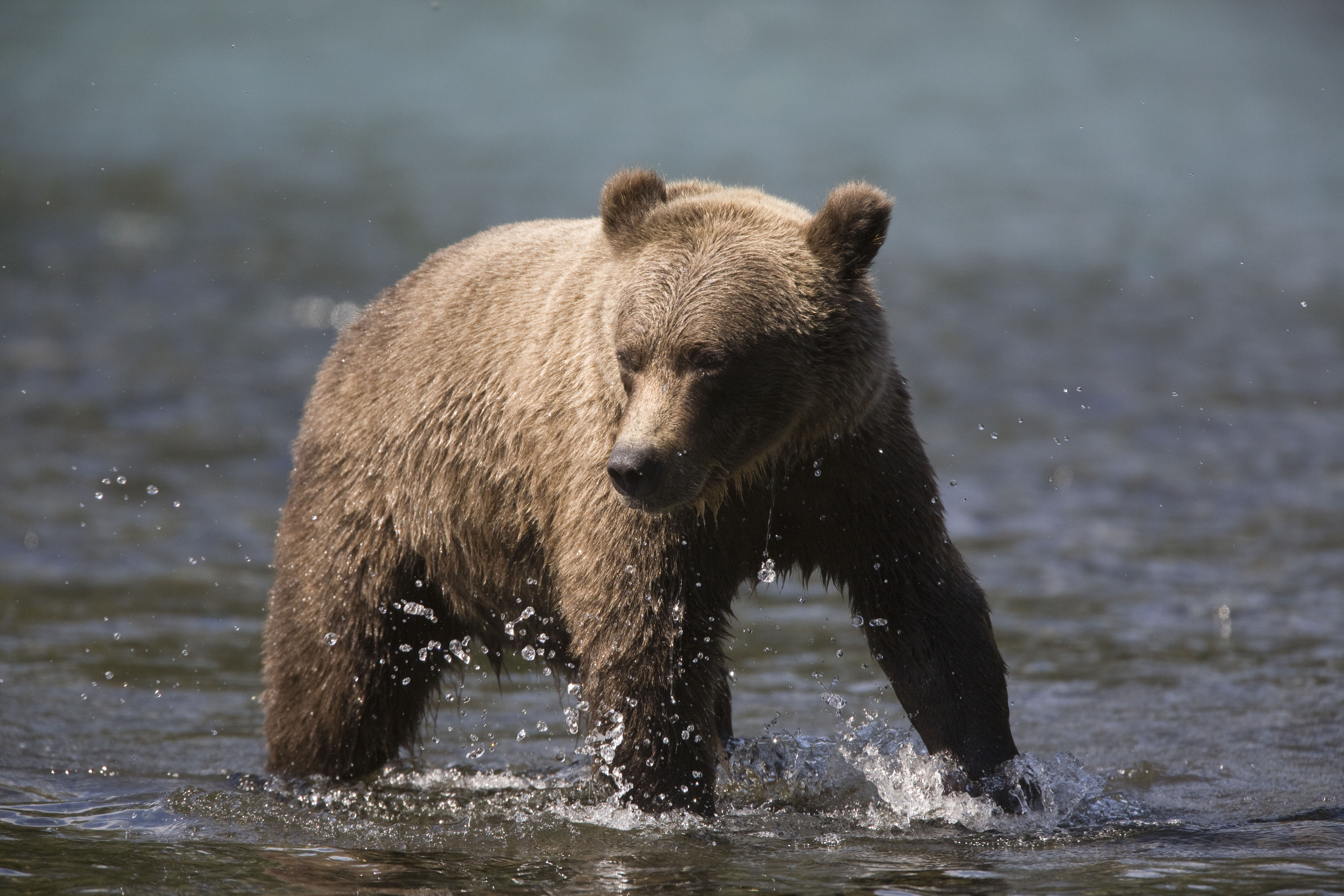 Grizzly Bears at the confluence of the Russian River and Kenai River, Kenai Peninsula, Chugach National Forest, Alaska 