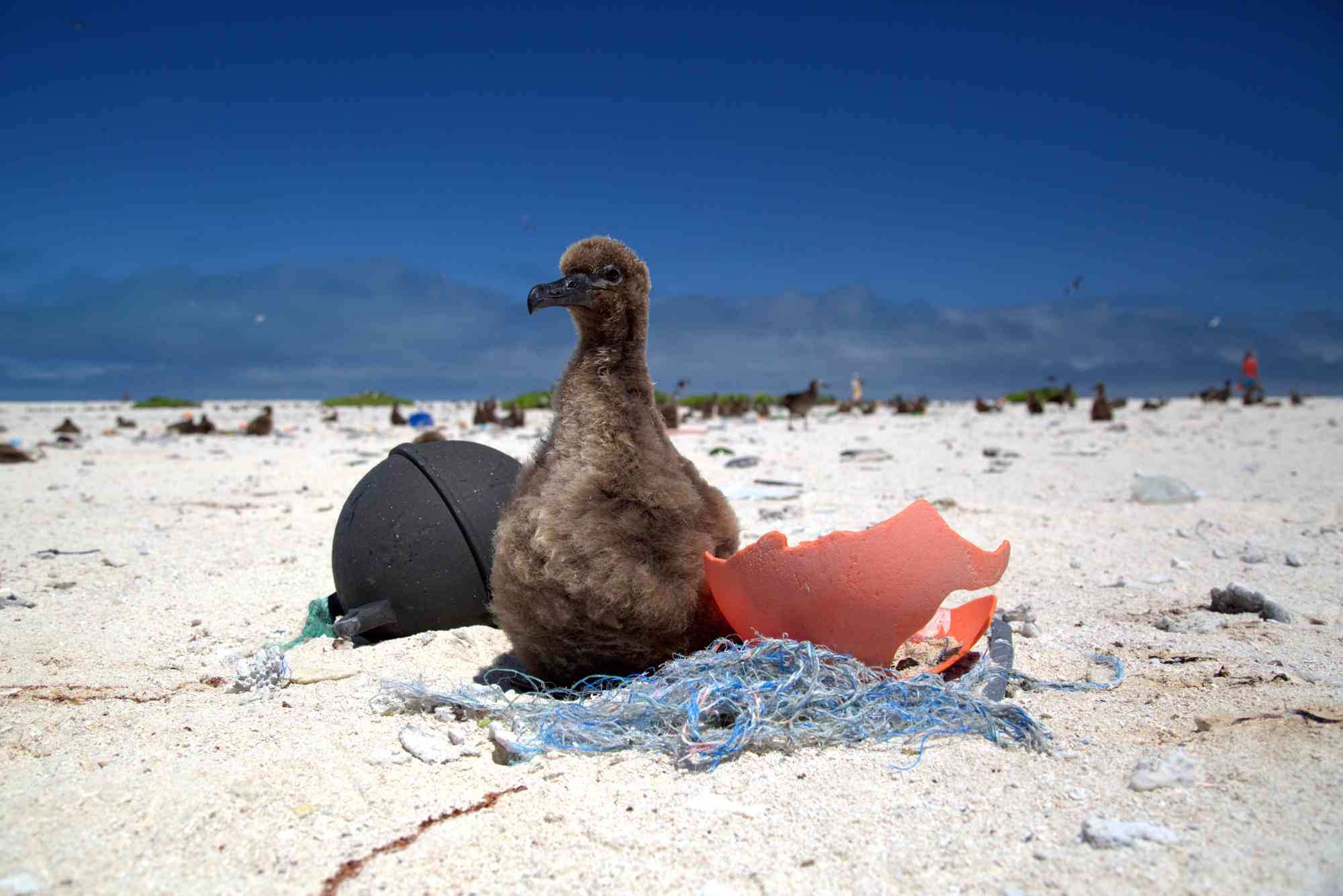 Laysan Albatross Chick in Marine Debris