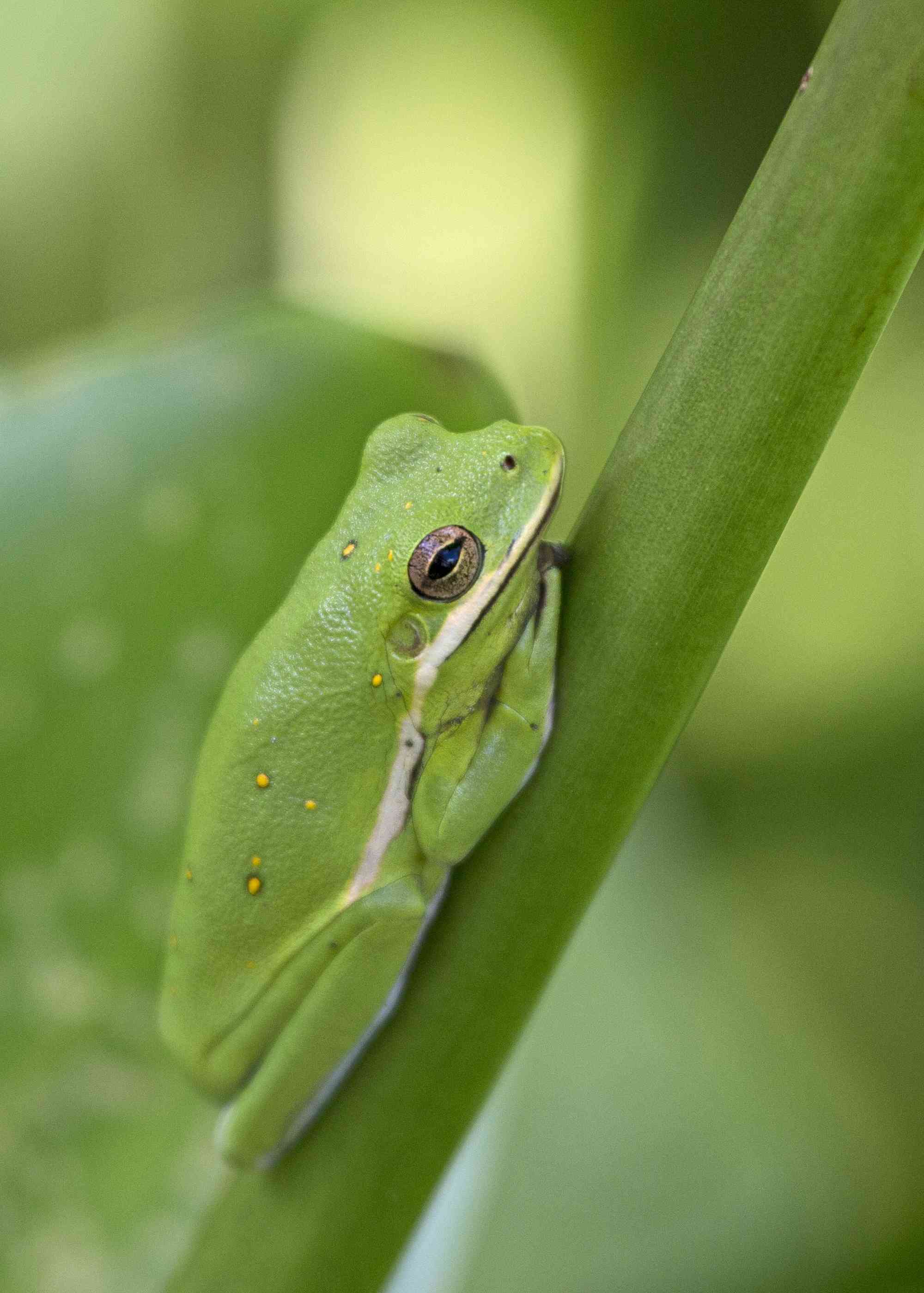 Green tree frog 