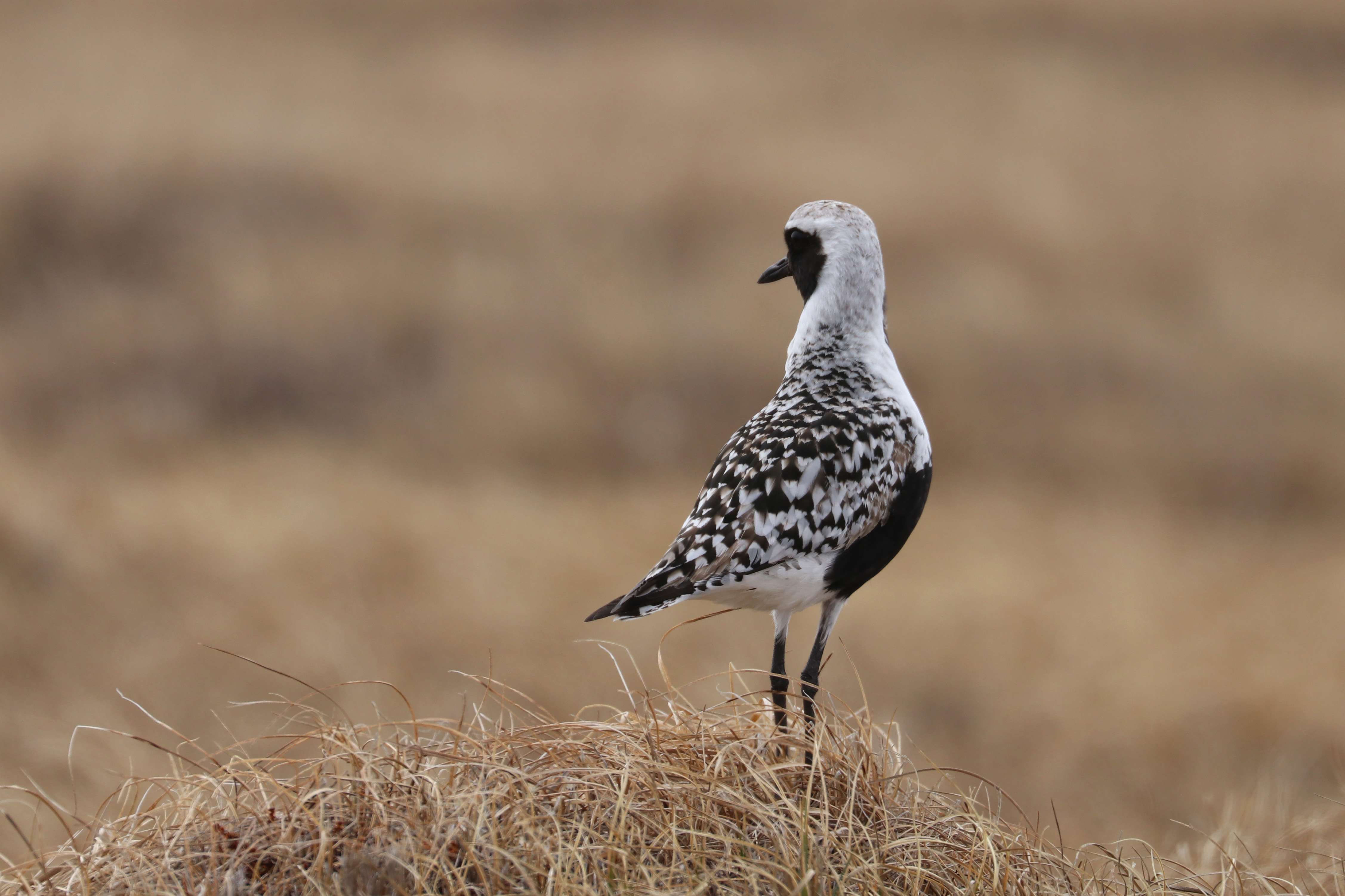 Black-bellied plover in the Arctic National Wildlife Refuge