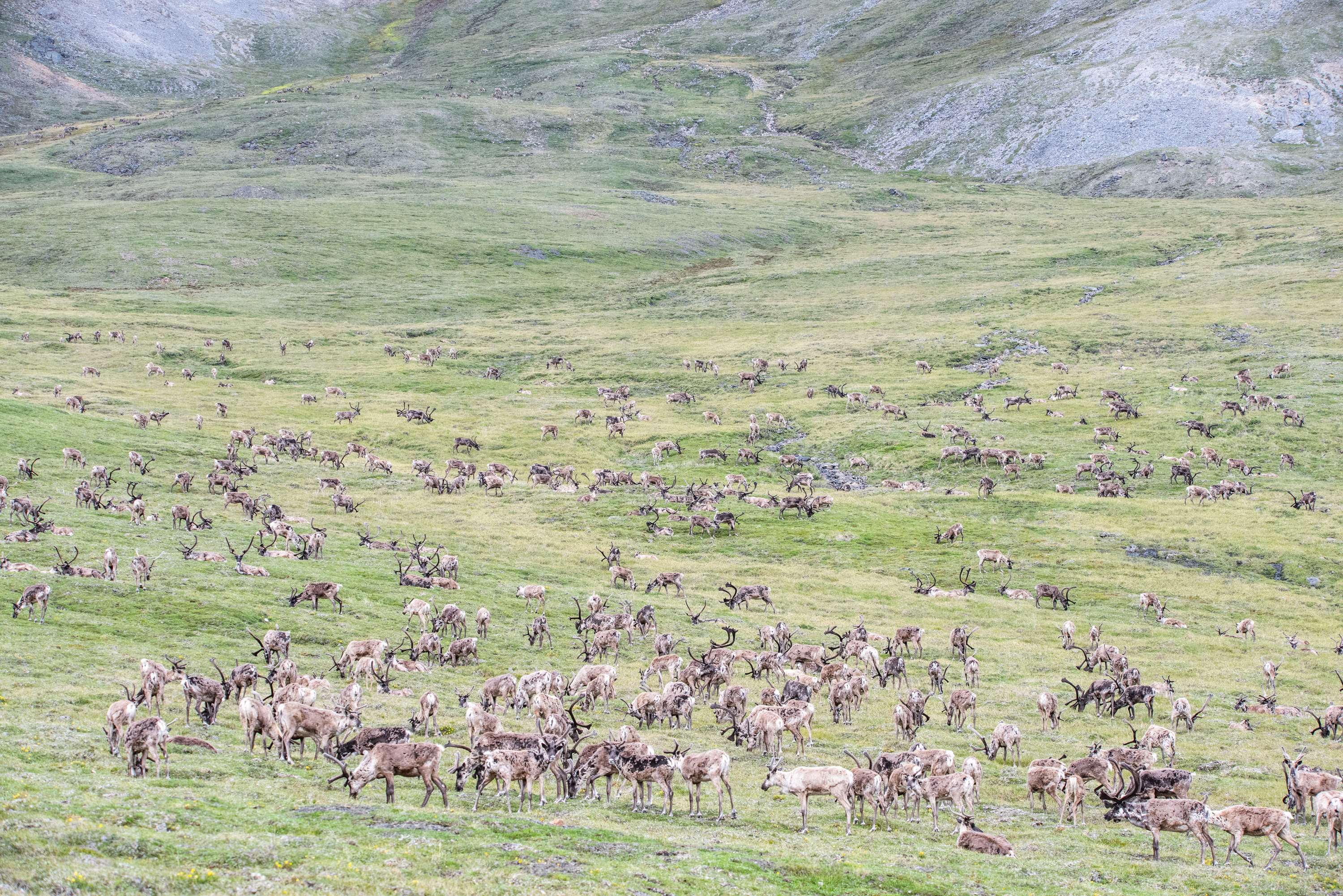 Caribou Arctic National Wildlife Refuge 