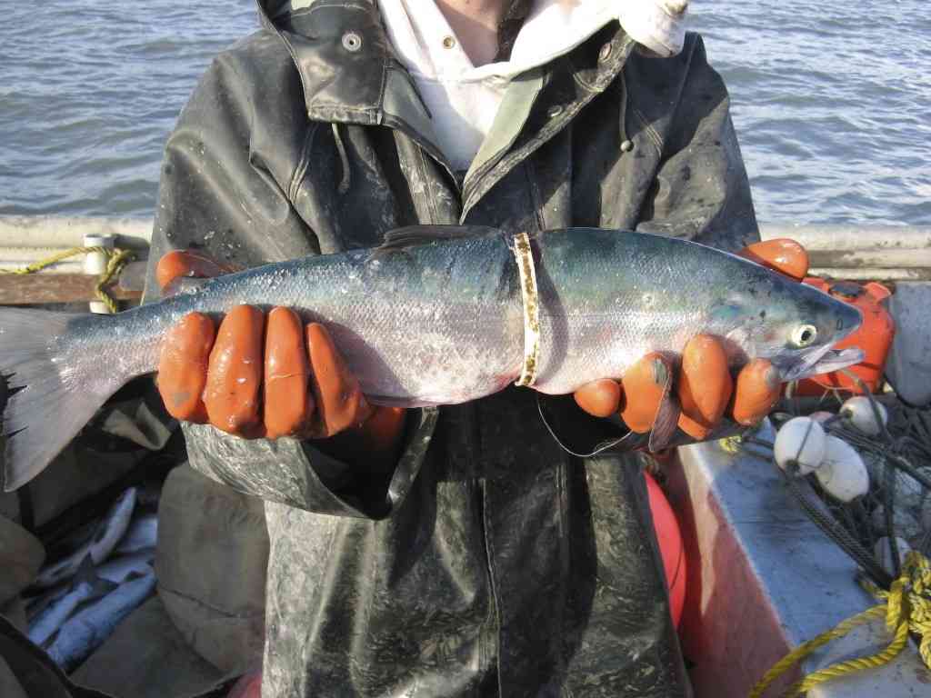 Ring around sockeye salmon