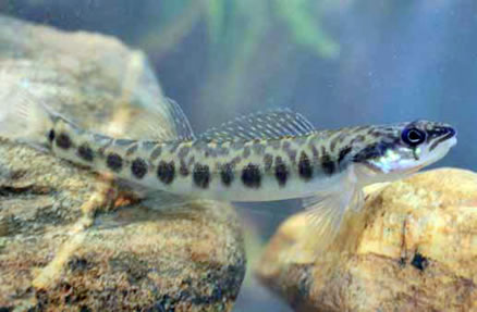 Leopard darter