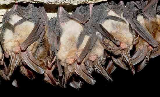 Virginia Big-Eared Bats