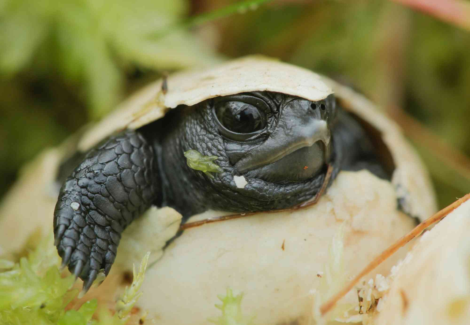 Bog turtle hatching