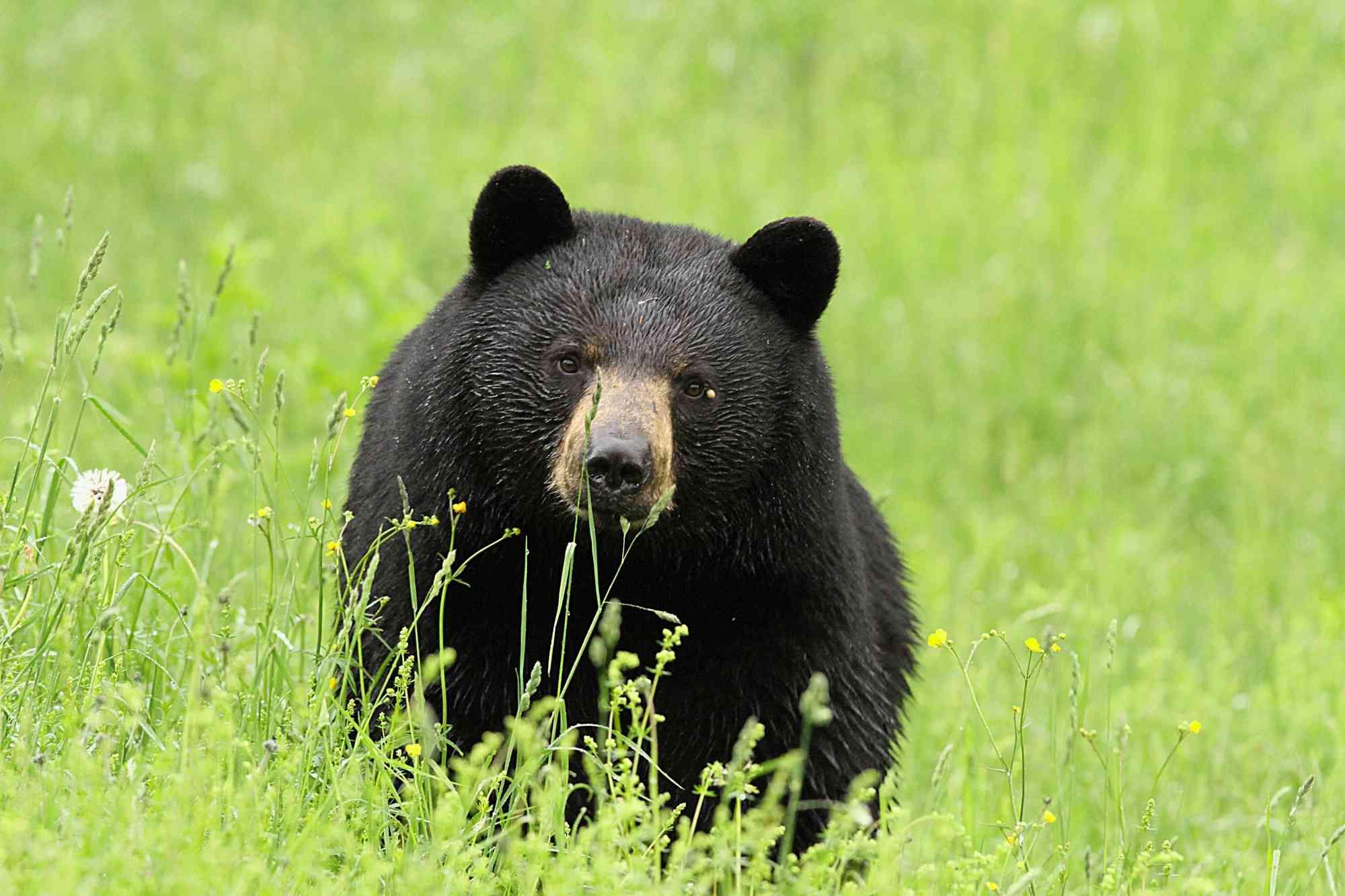 Black Bear in New Hampshire