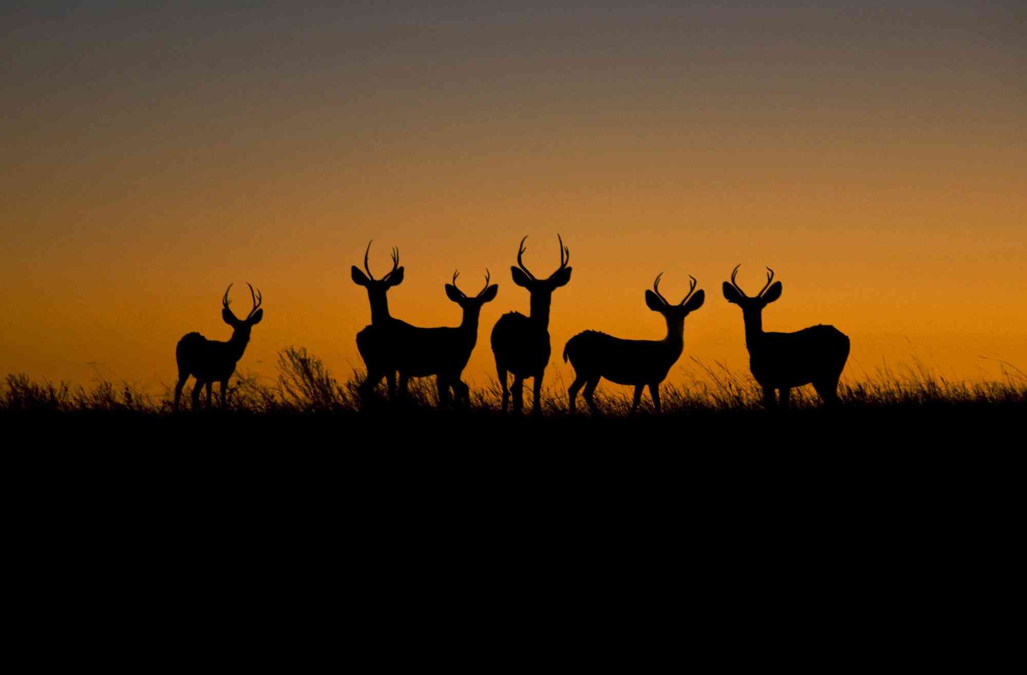 Mule deer at sunset