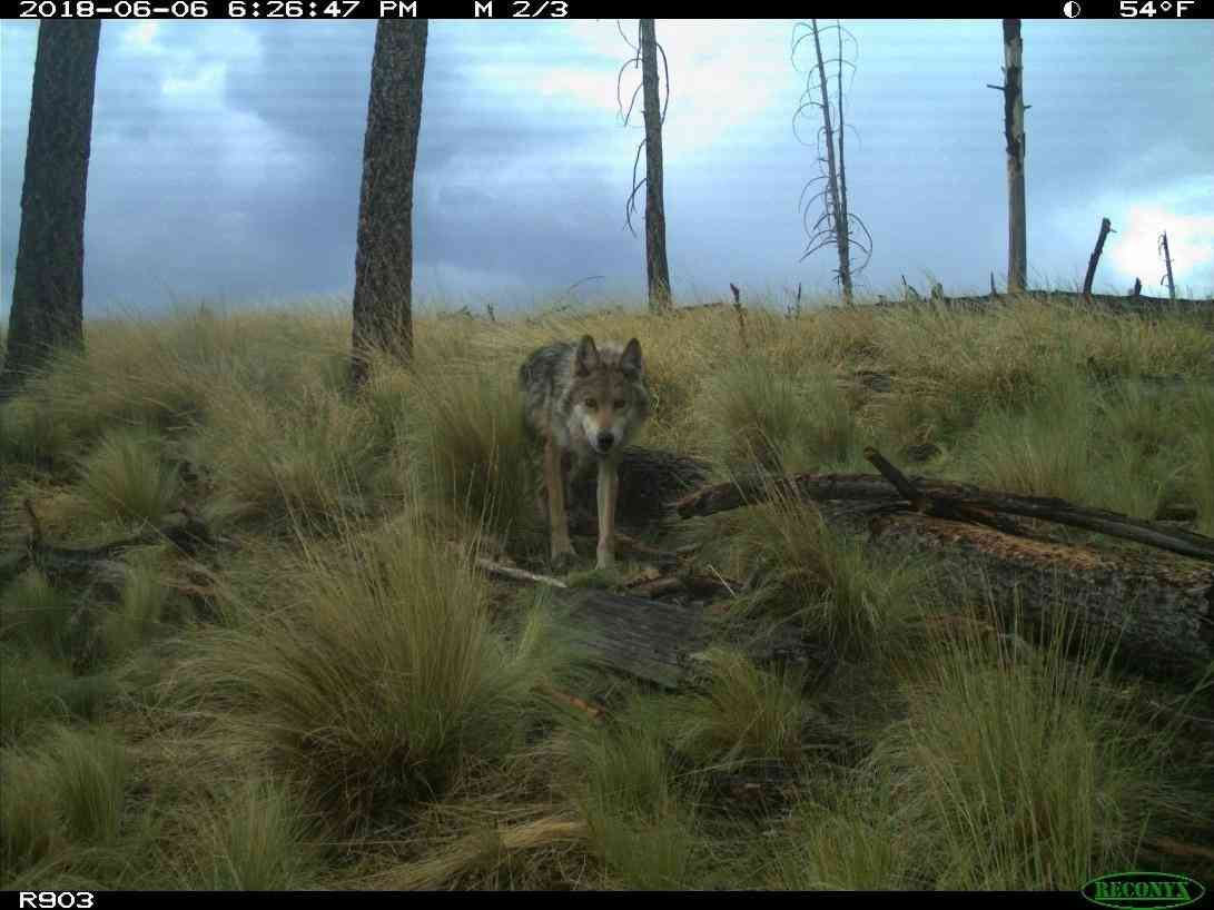 Mexican gray wolf on camera trap 