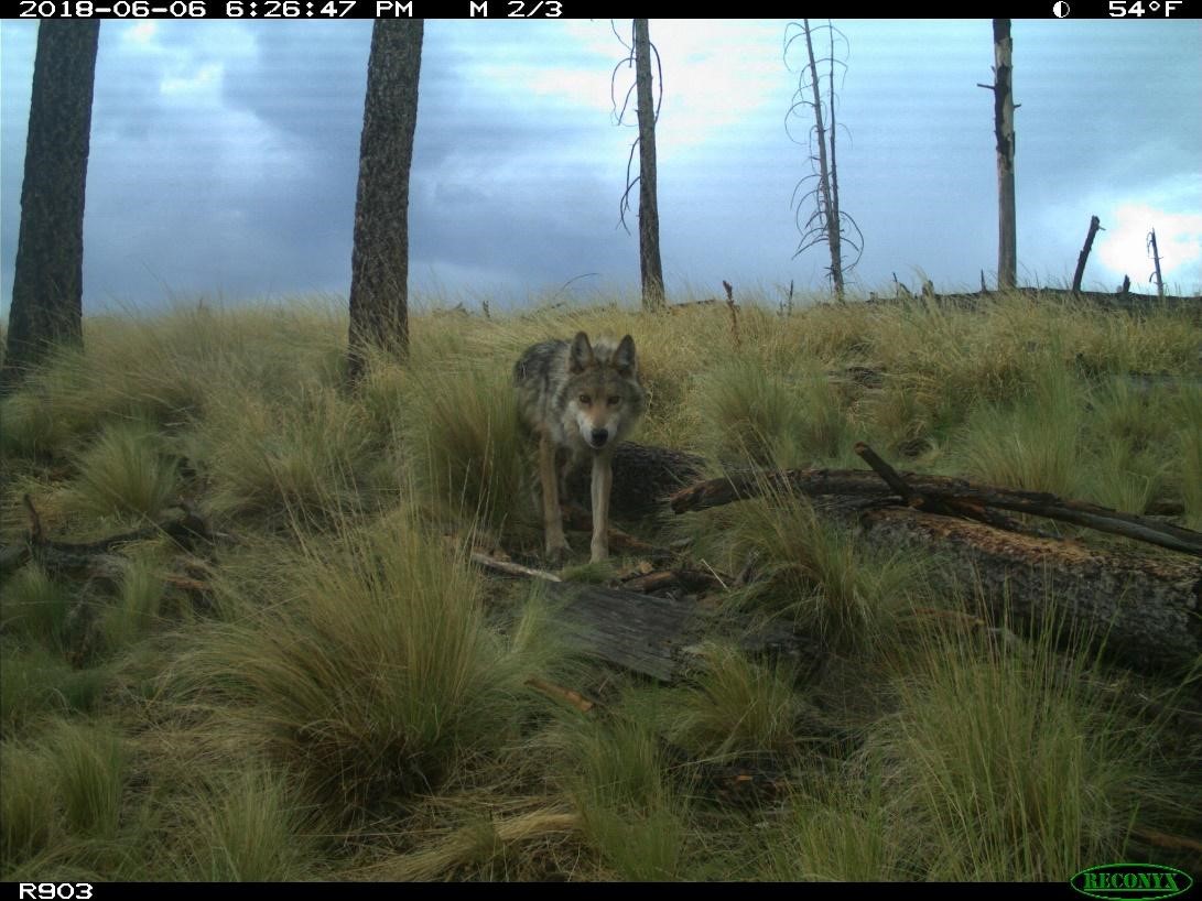 Mexican gray wolf on camera trap