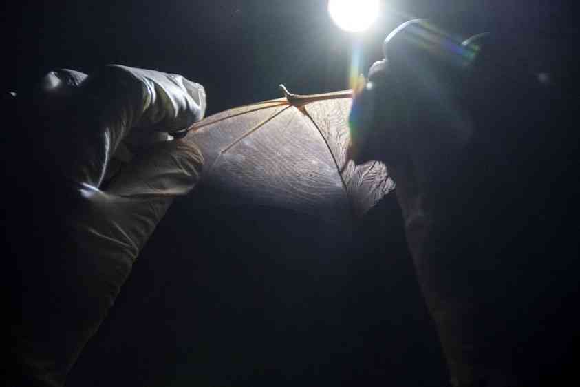 Examining bat wing condition DC Bat Survey 