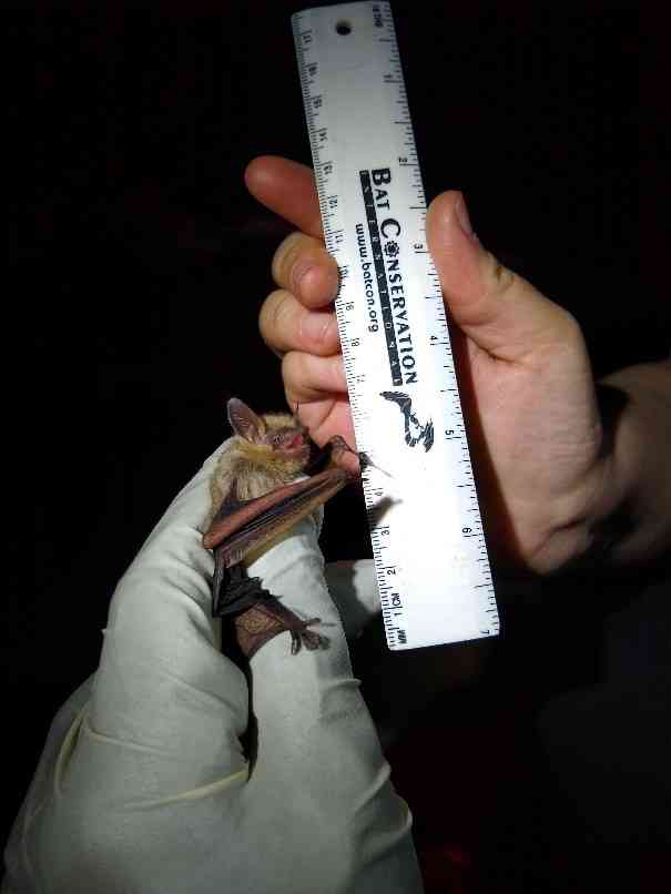 Measuring tricolored bat DC Bat Survey
