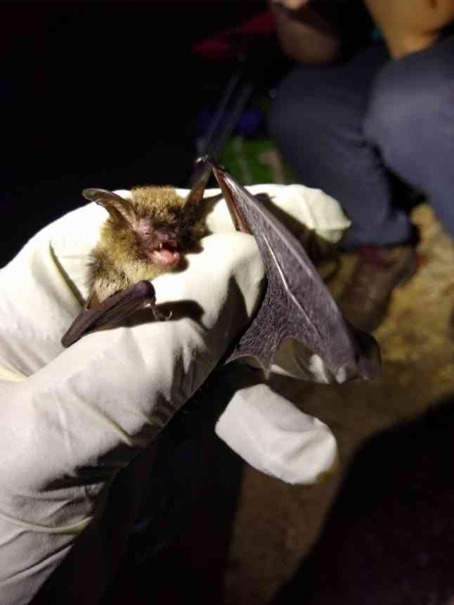 Northern Long-eared Bat DC Bat Survey