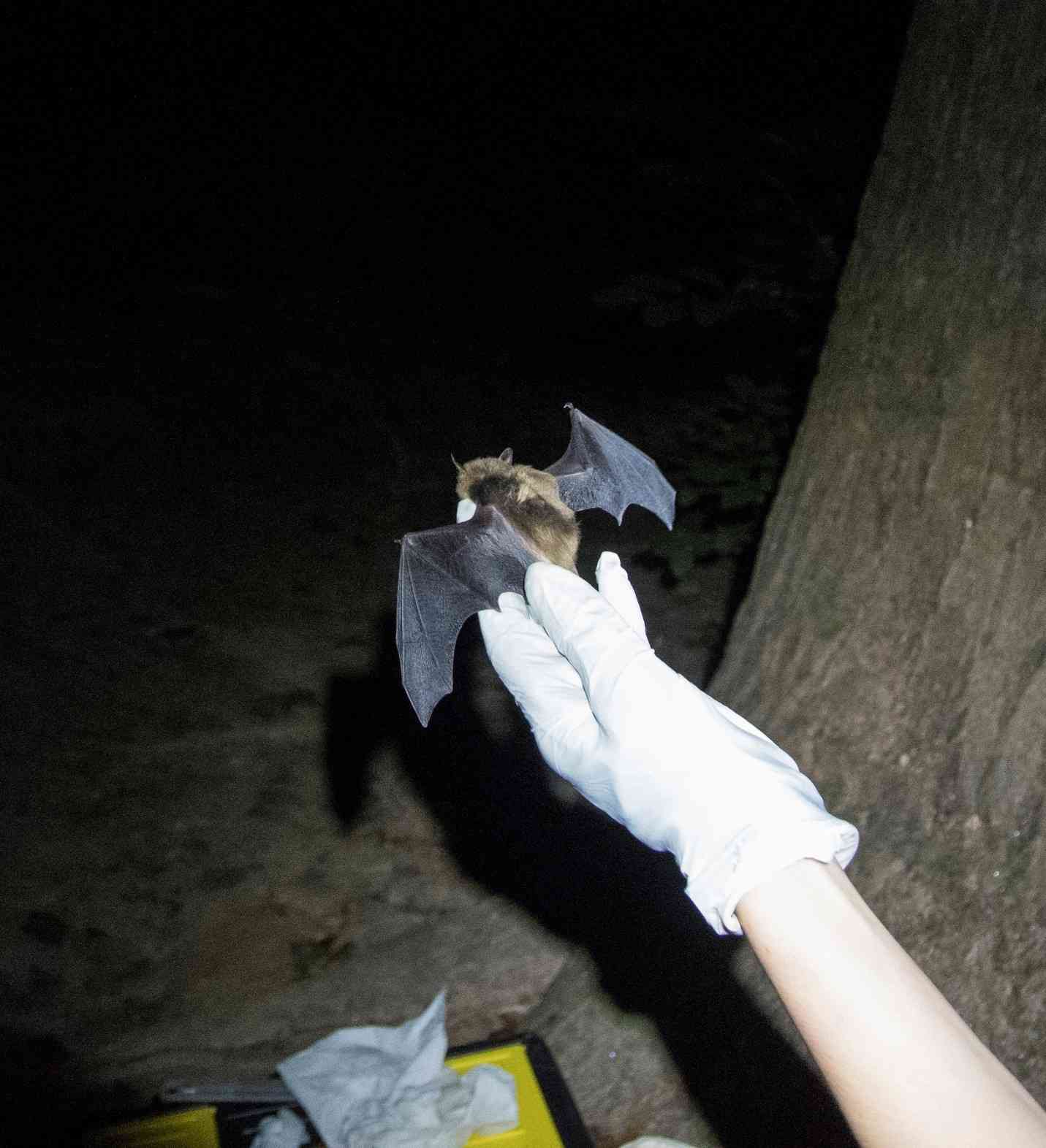 Releasing a big brown bat