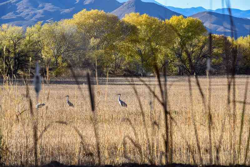 Sandhill Cranes in the field just South of Willow Deck Bosque del Apache NWR 