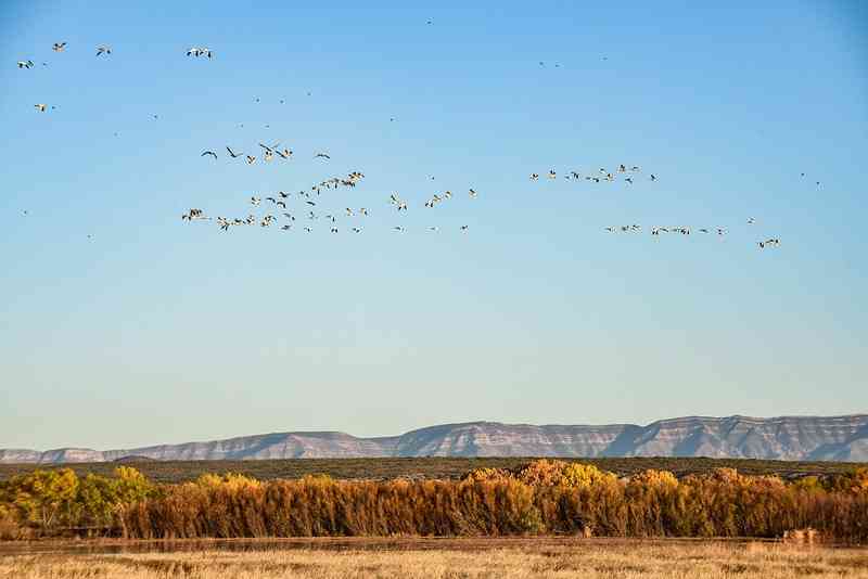 Snow geese fly over Bosque del Apache NWR