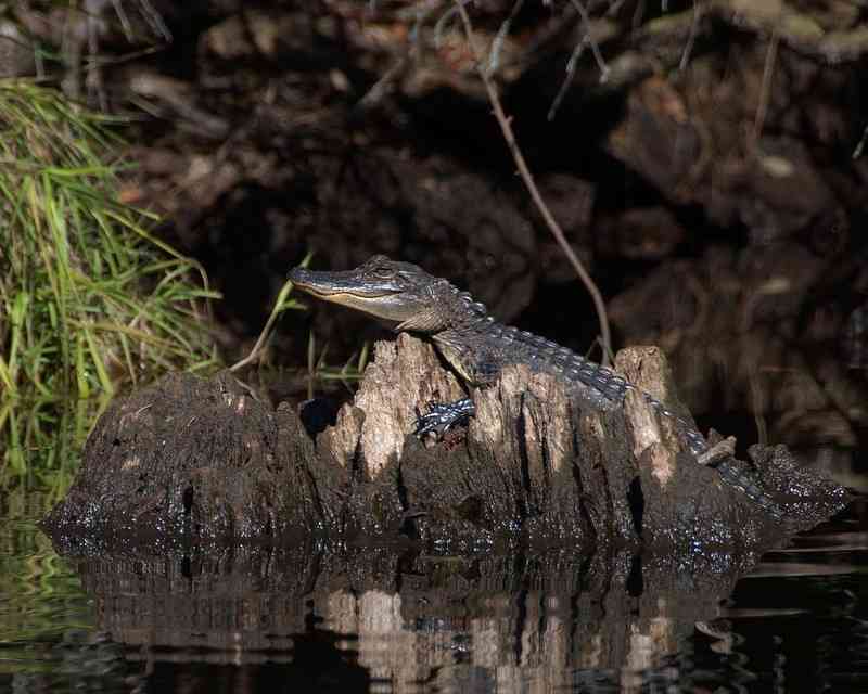 Alligator Okefenokee NWR