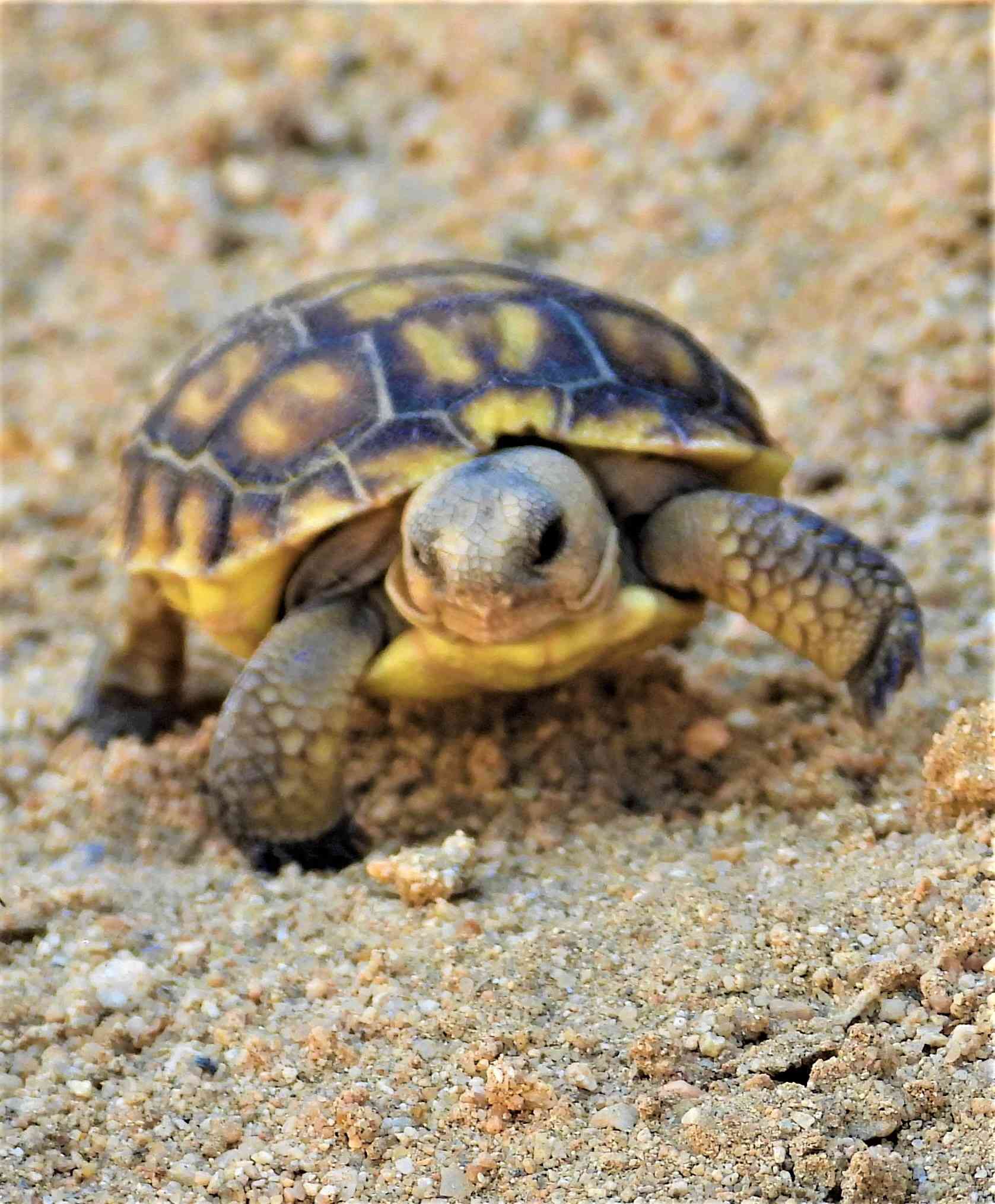 Threatened Agassiz's desert tortoise hatchling 