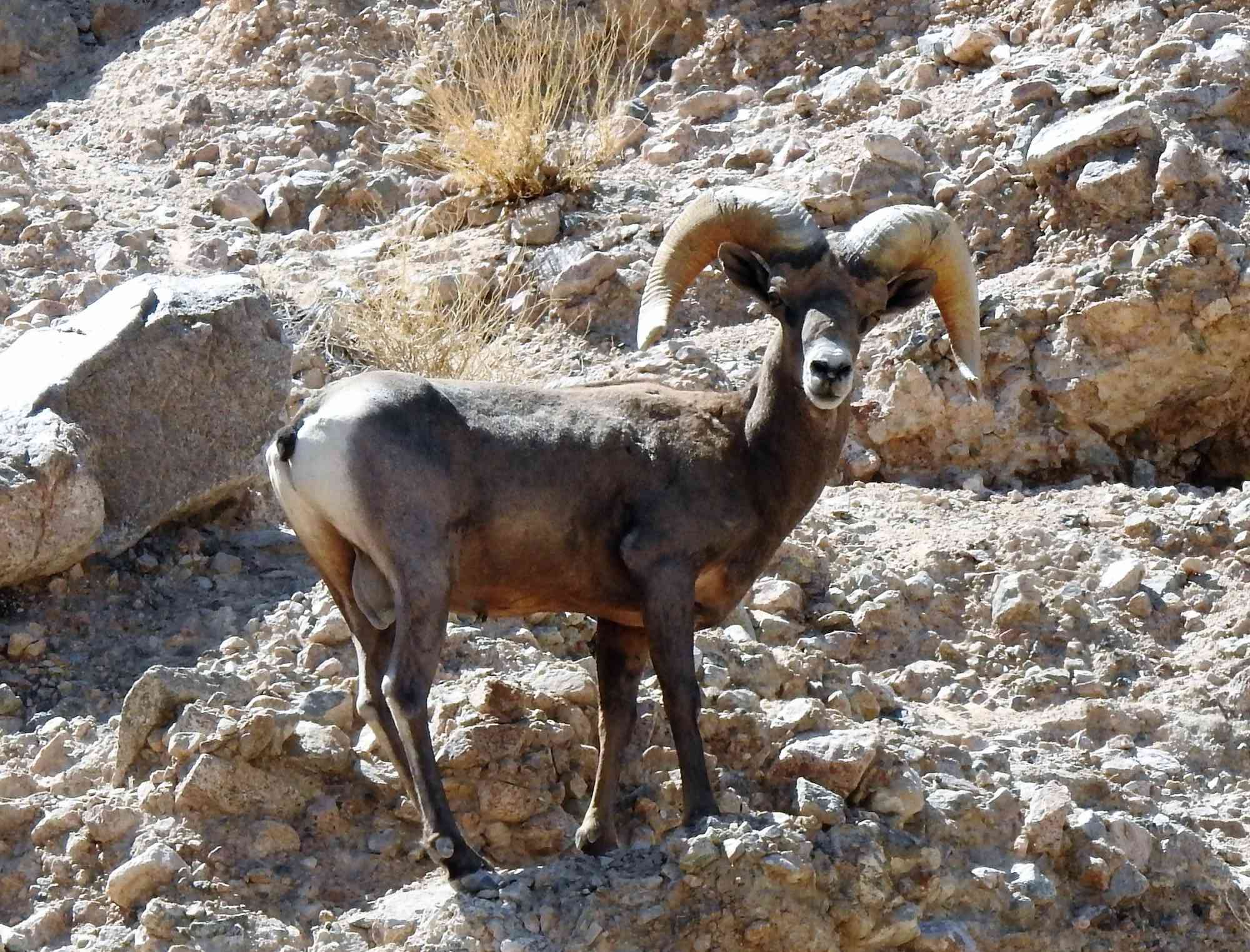 Desert bighorn sheep ram at Afton Canyon Area of Critical Environmental Concern (ACEC), within the Mojave Trails National Monument 