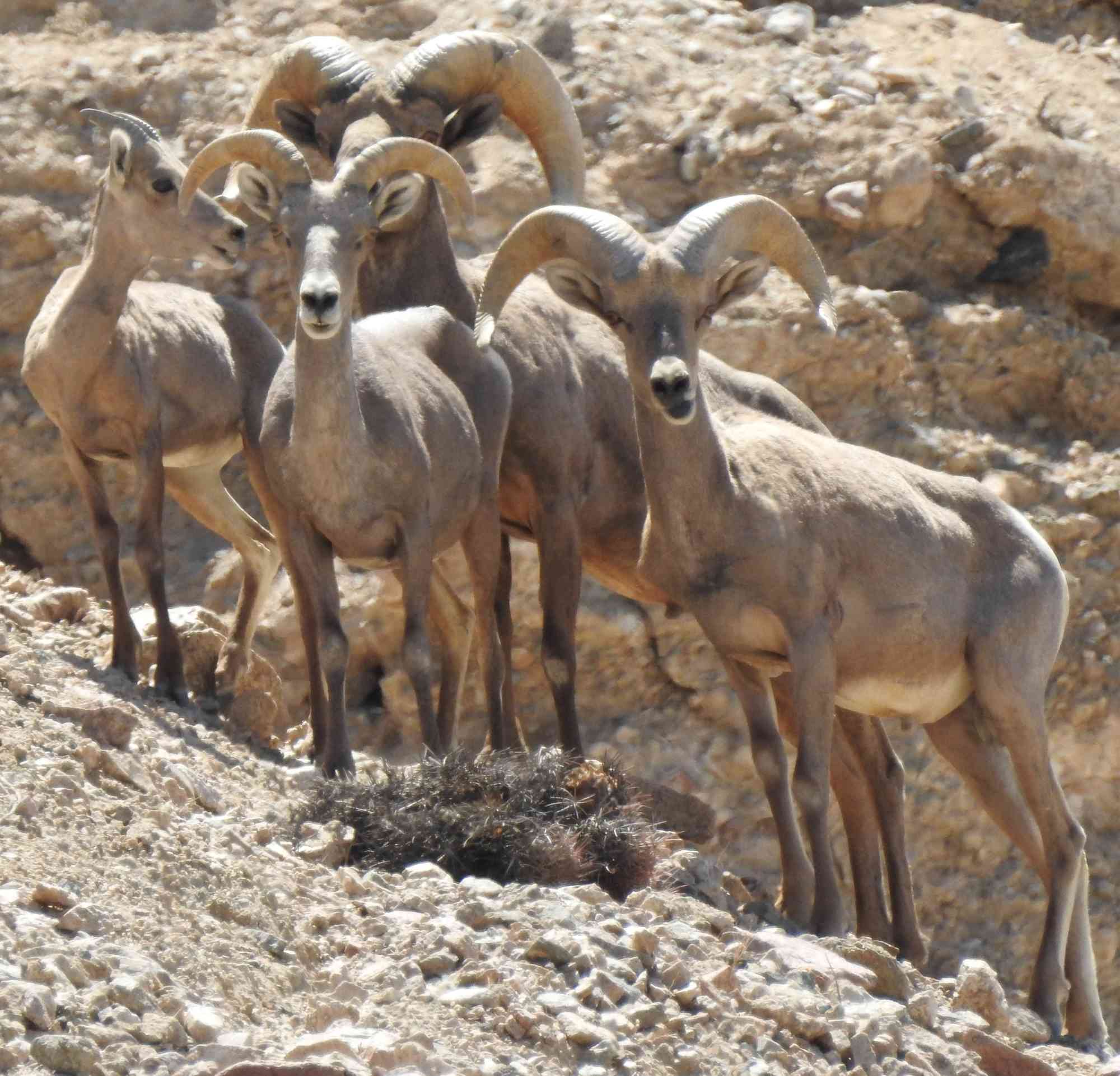Desert bighorn sheep at Afton Canyon Area of Critical Environmental Concern (ACEC), within the Mojave Trails National Monument Tom Egan/Defenders of Wildlife