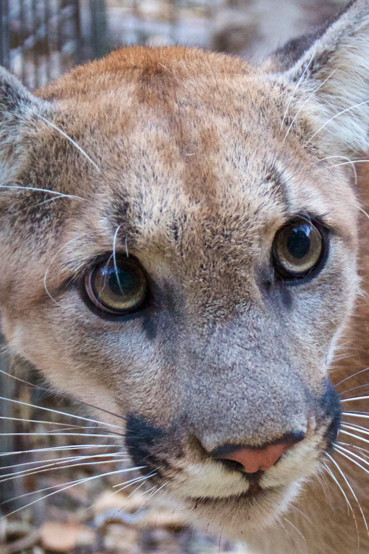 P-74-Mountain-lion-found-in-2018