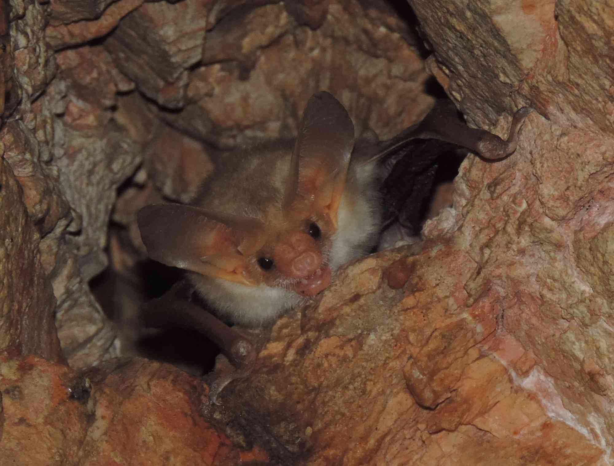Palled bat at maternity roost in the Rainbow Mine 