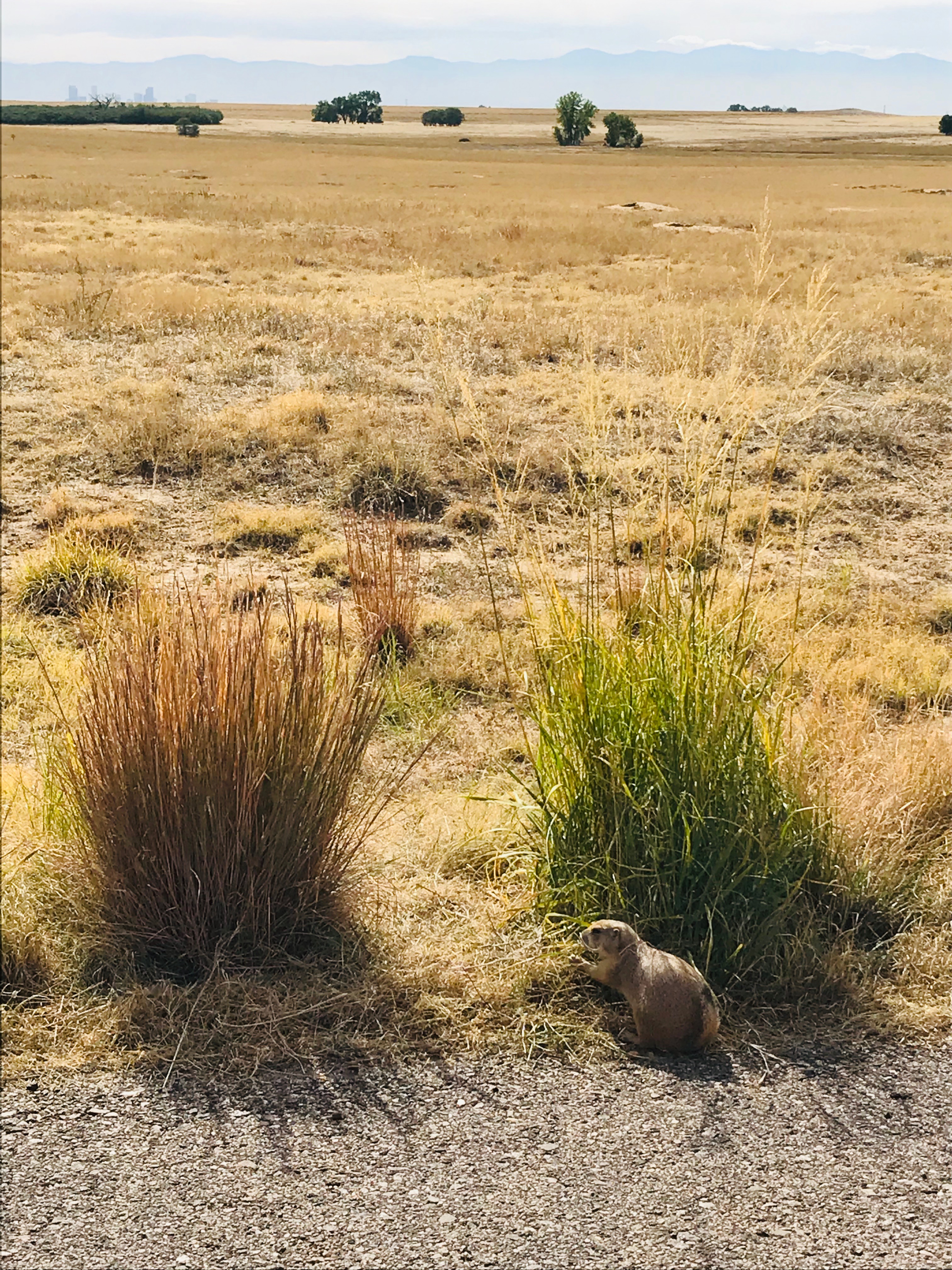 Rocky Mountain Arsenal NWR