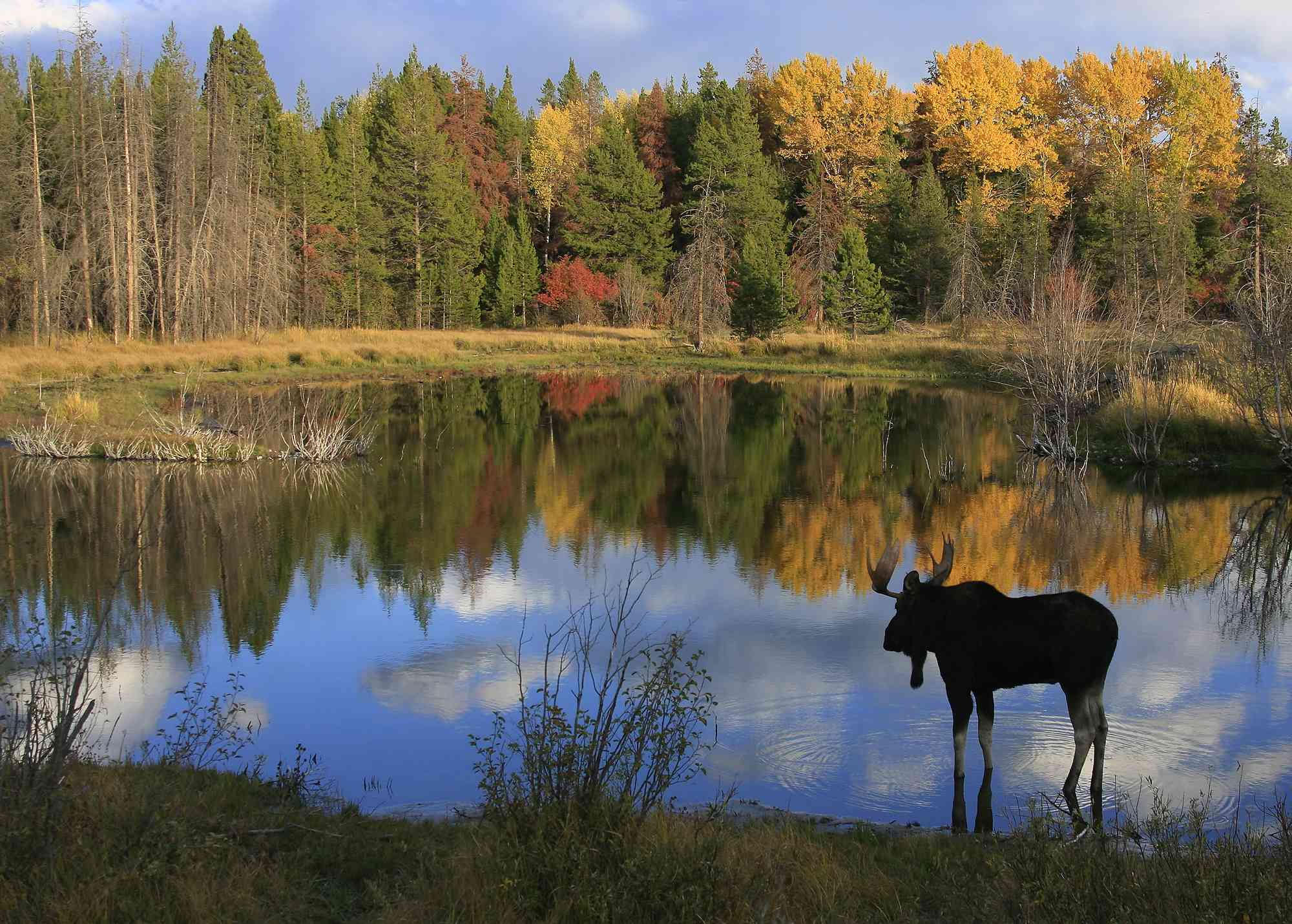Bull moose Grand Teton NP