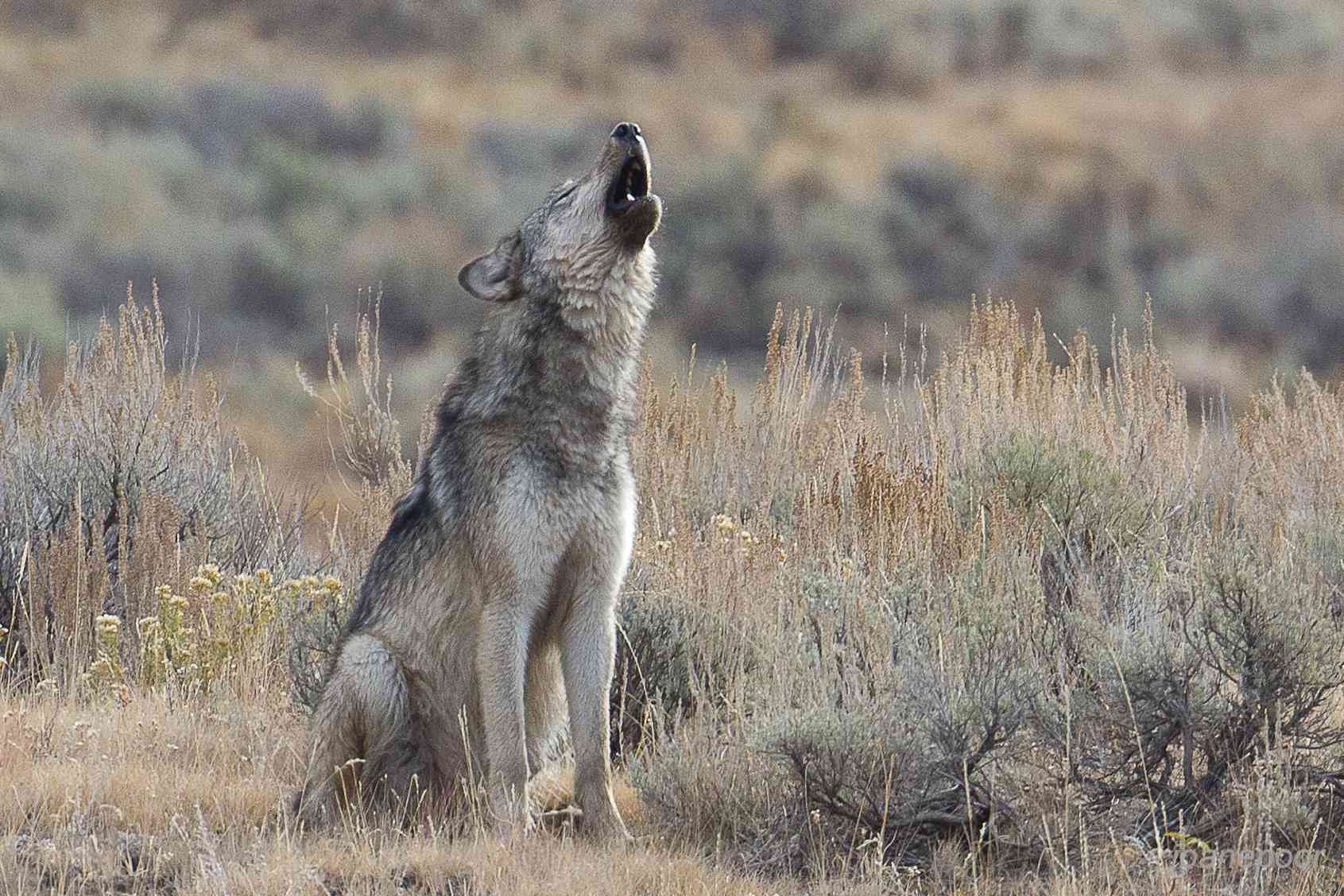 Adolescent gray wolf howling near Lamar River in Yellowstone
