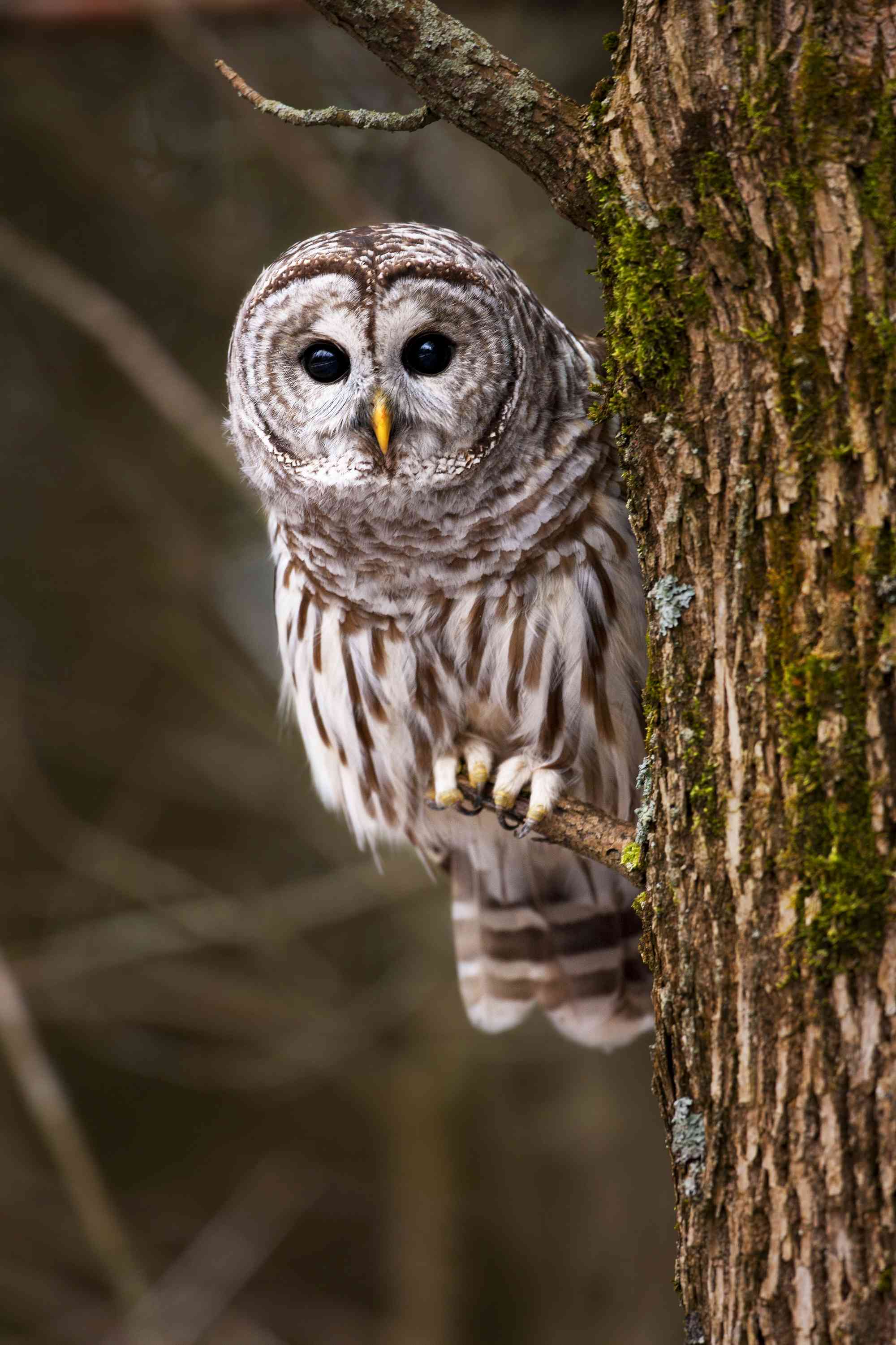 Barred Owl in Ontario