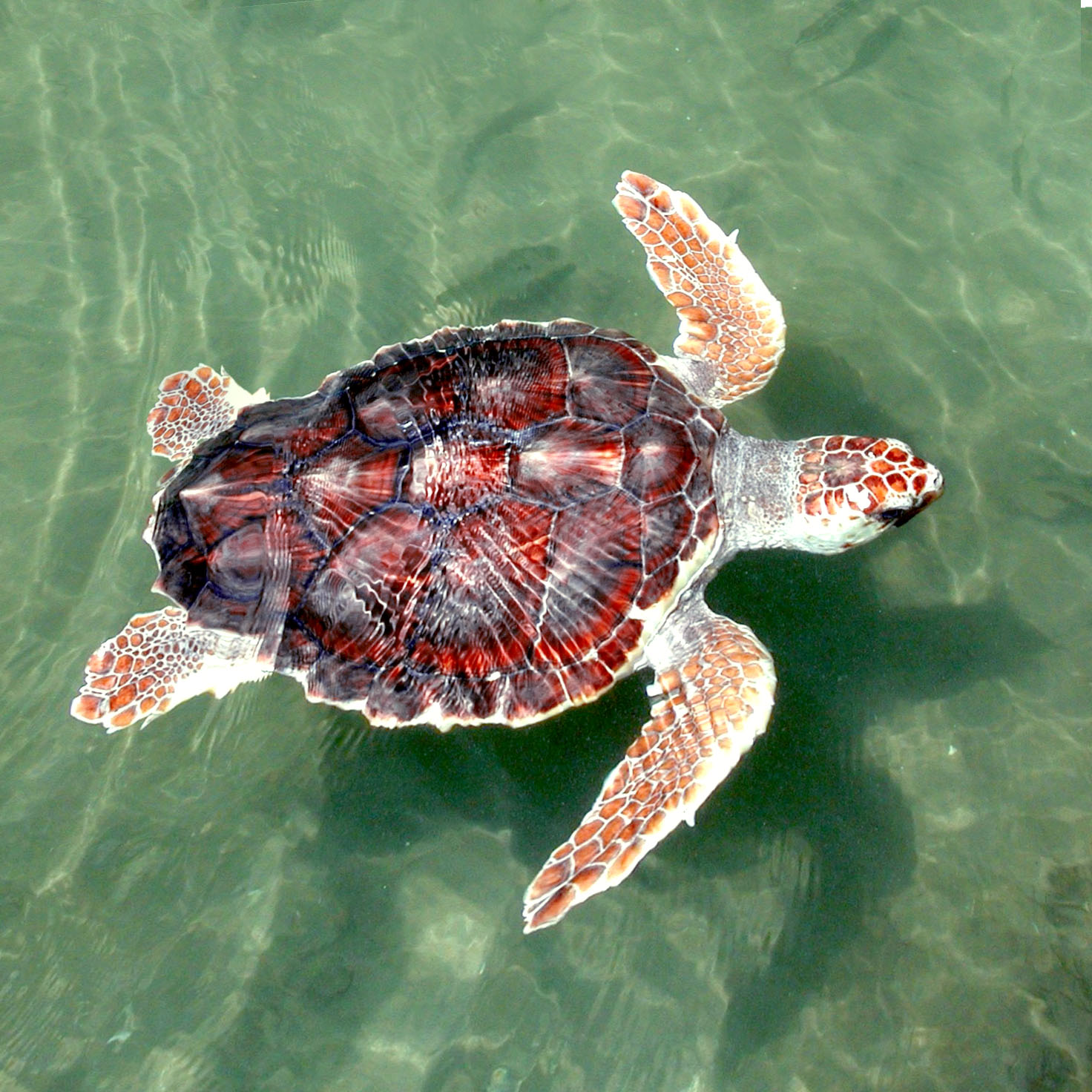 Loggerhead sea turtle