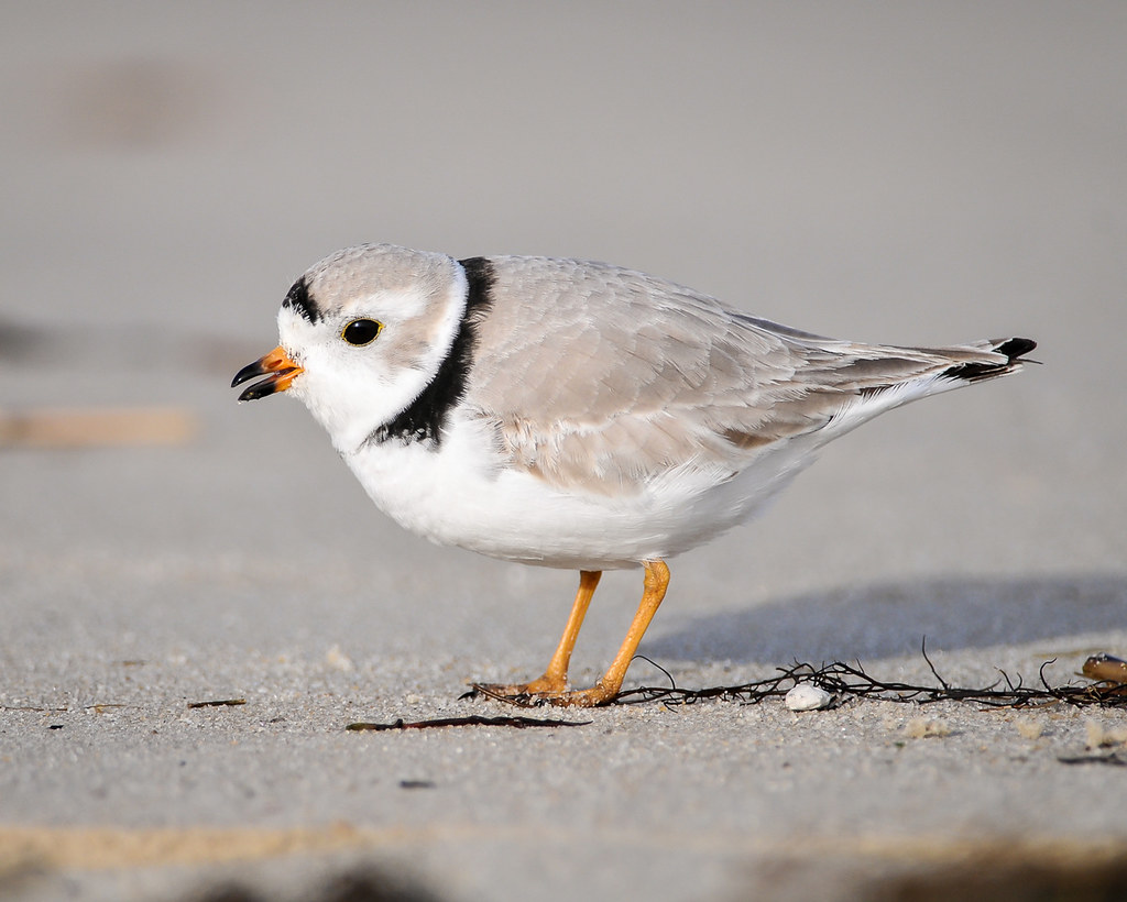 Piping Plover