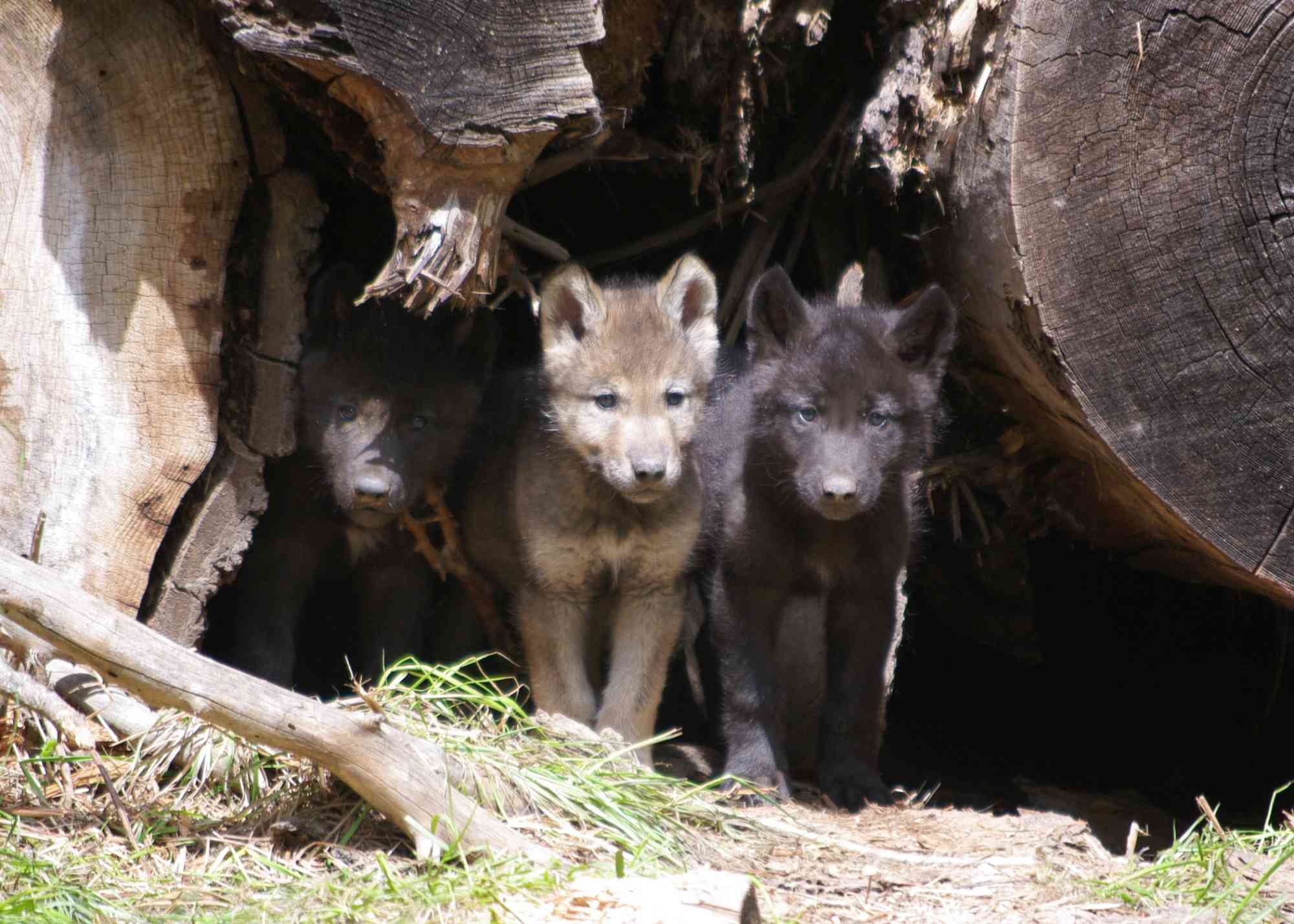 Wolf pups, Wenaha Pack 