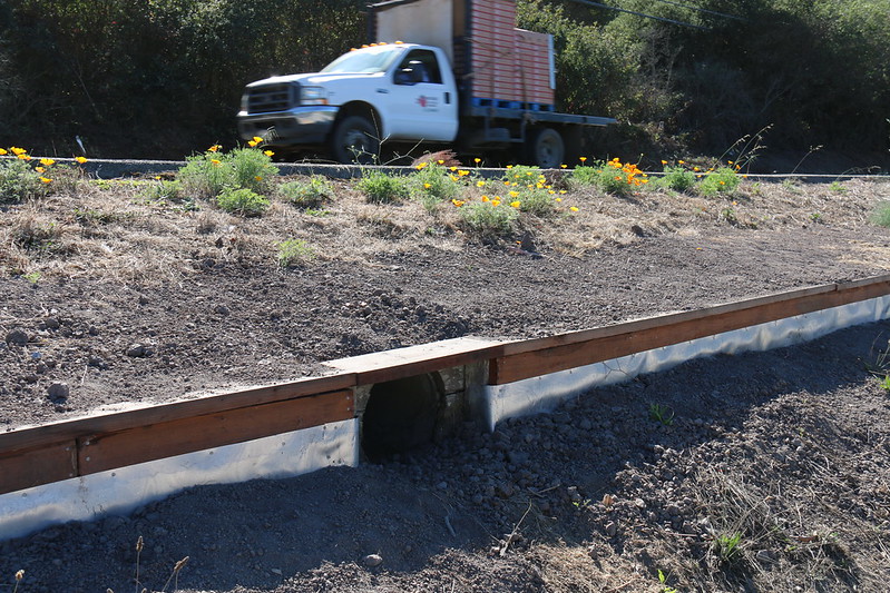 Salamander road crossing Ellicott Slough NWR