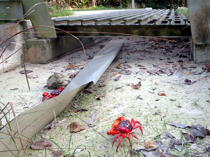 Grids and crab fences for red crabs on Christmas Island