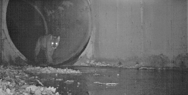 P-64 mountain lion crossing under freeway Liberty Culvert